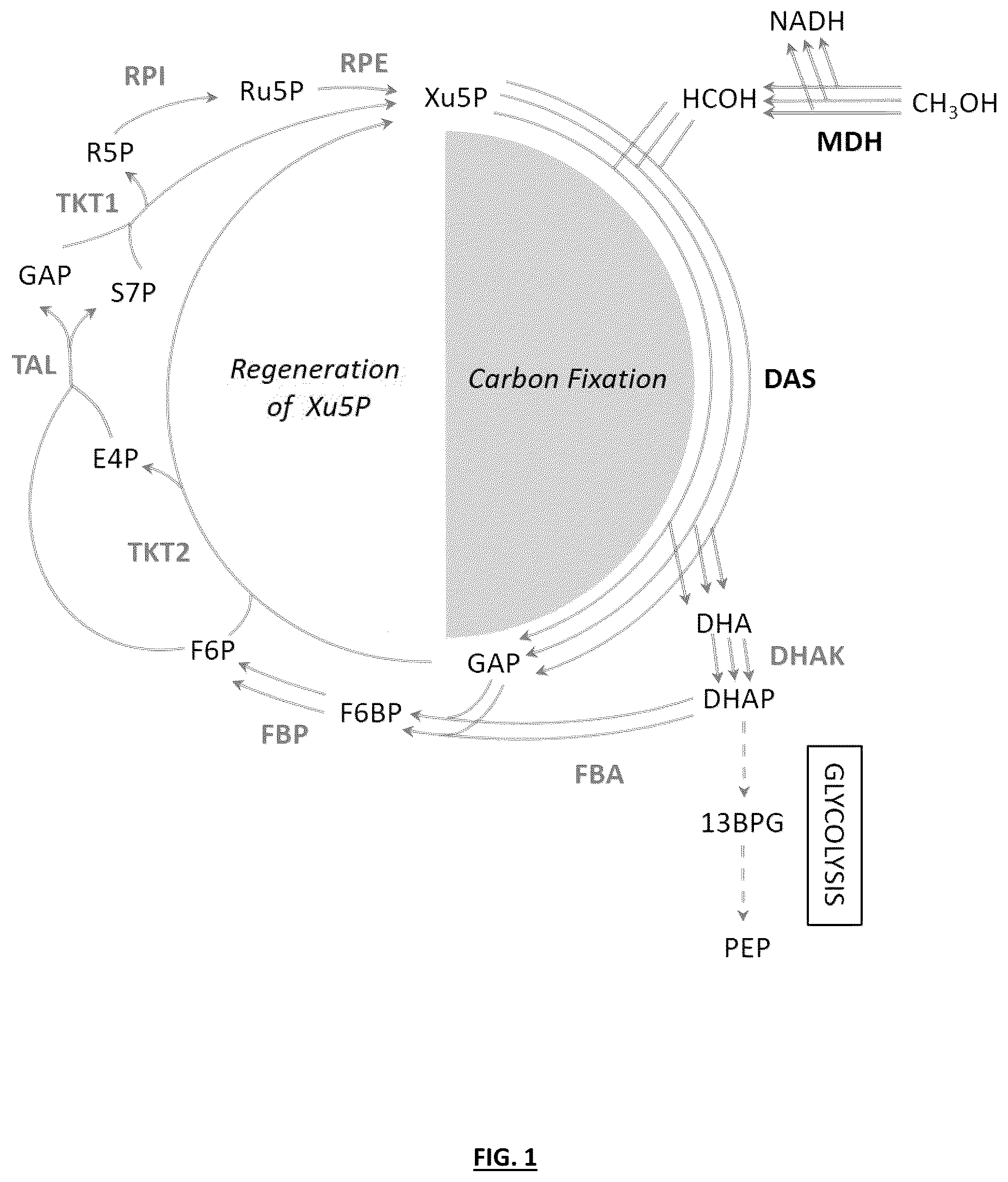 Patent US12359207 Figure 1 – Synthetic methylotrophy