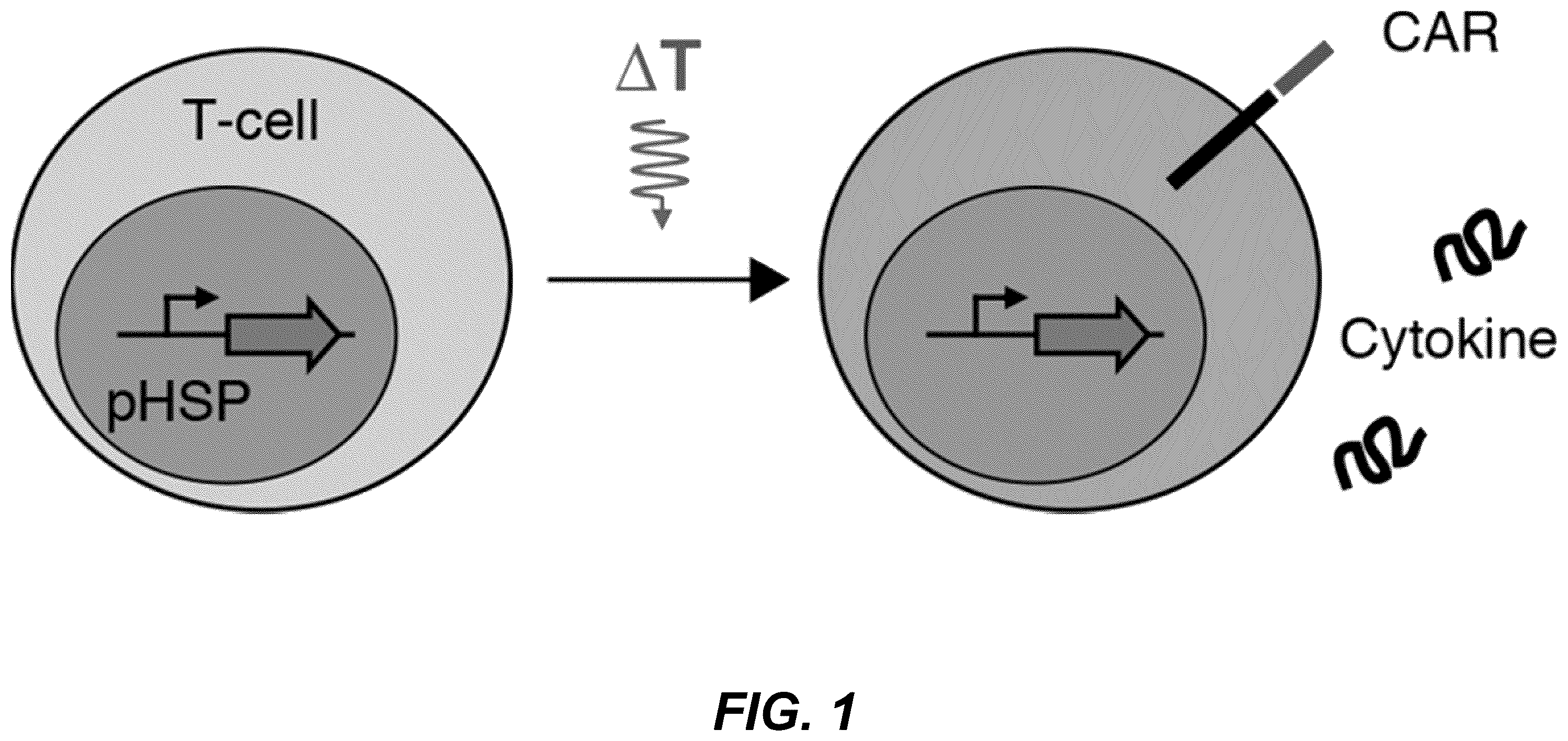 Patent US12359208 Figure 1 – Thermal control of T-cell immunotherapy through molecular and physical actuation