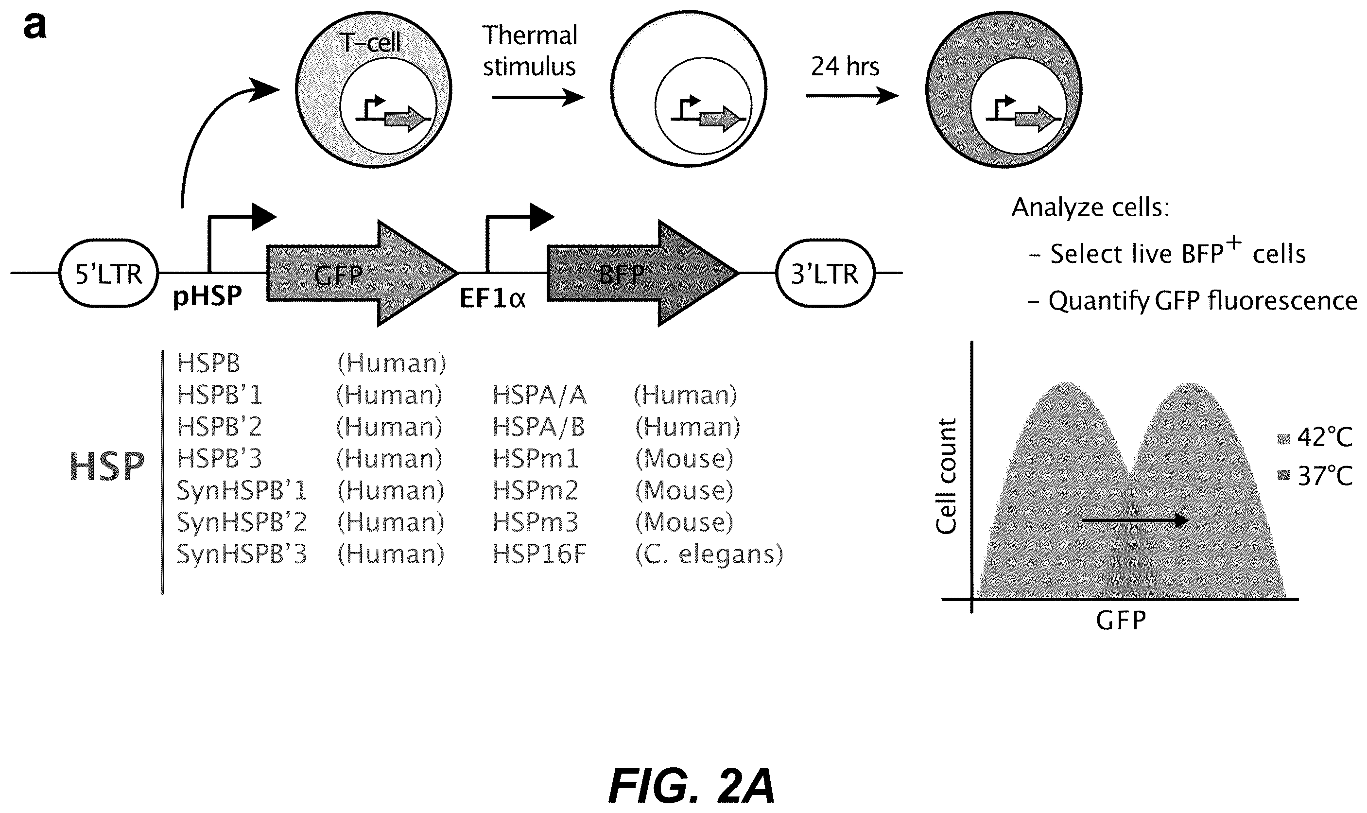 Patent US12359208 Figure 2 – Thermal control of T-cell immunotherapy through molecular and physical actuation