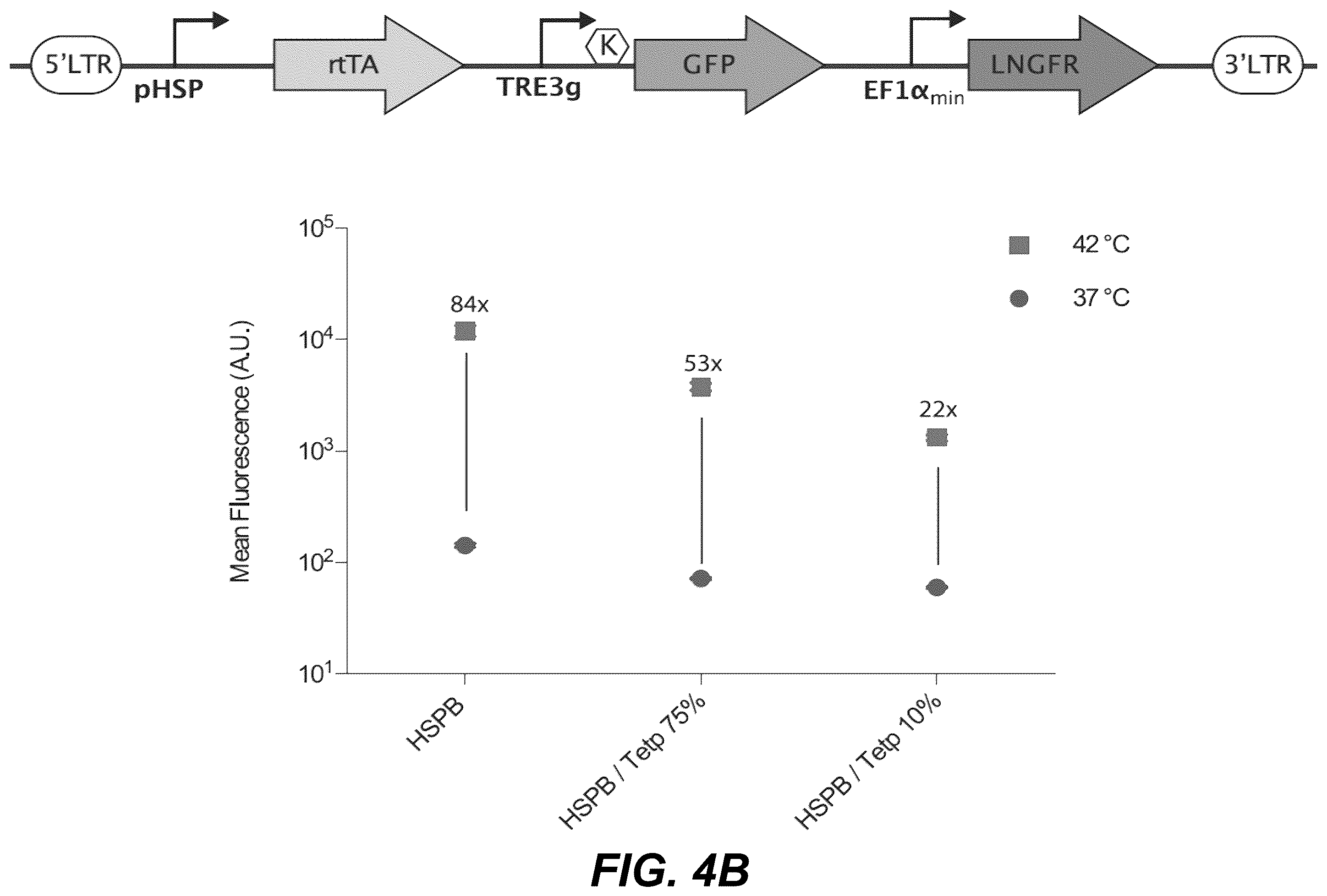 Patent US12359208 Figure 8 – Thermal control of T-cell immunotherapy through molecular and physical actuation