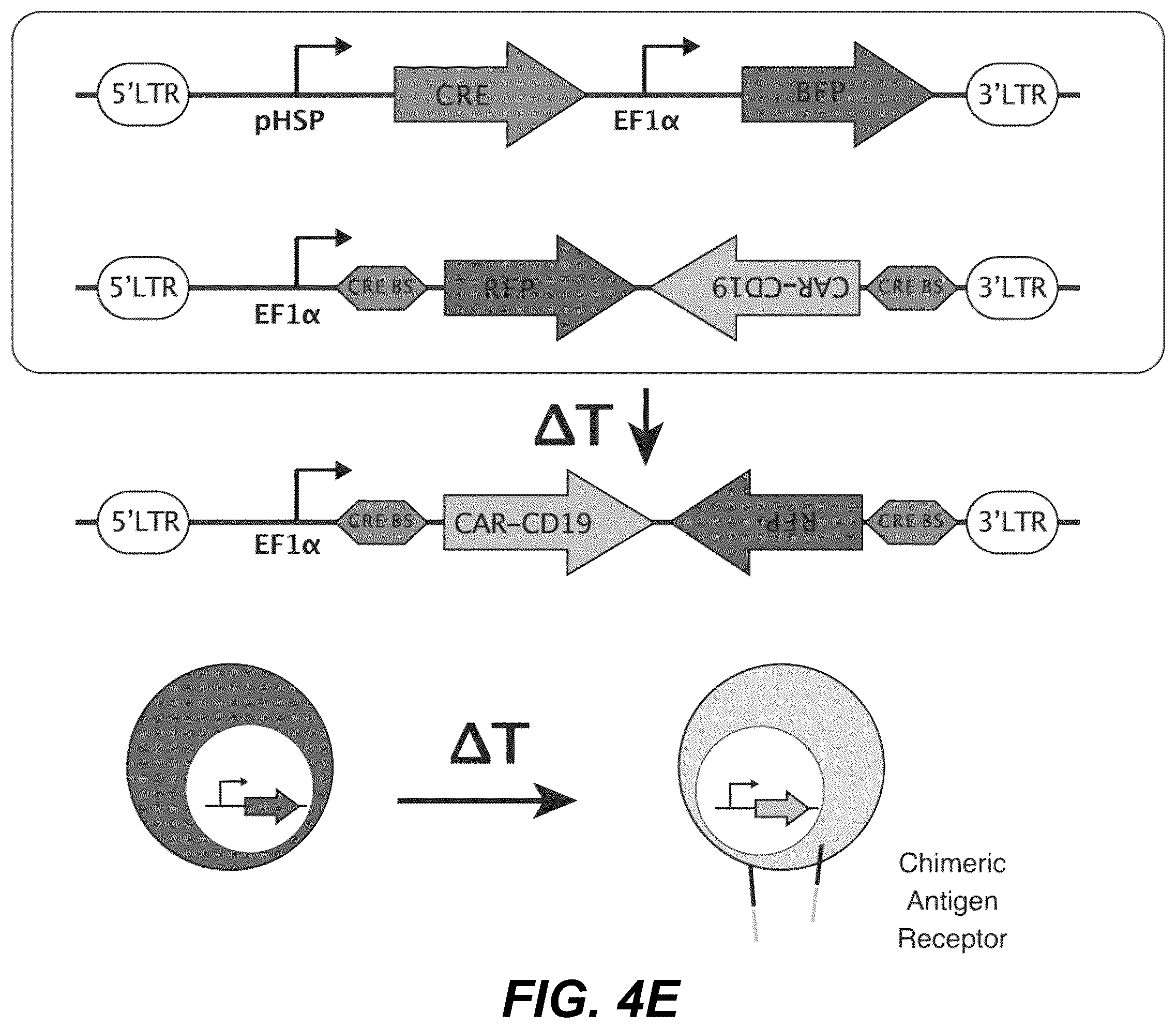 Patent US12359208 Figure 11 – Thermal control of T-cell immunotherapy through molecular and physical actuation