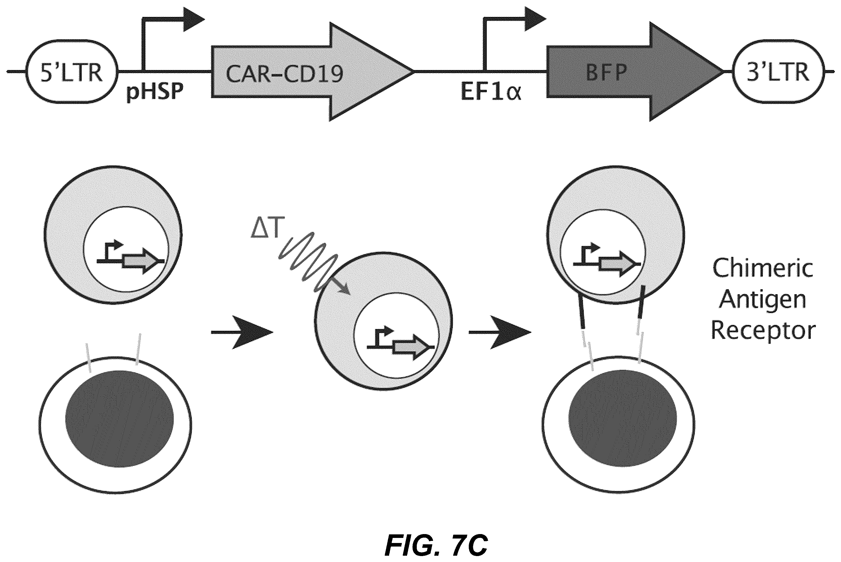 Patent US12359208 Figure 18 – Thermal control of T-cell immunotherapy through molecular and physical actuation