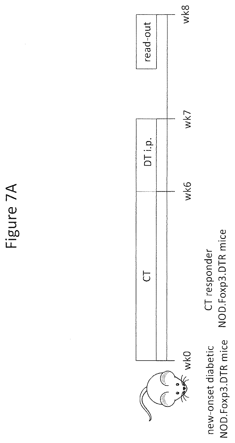 Patent US12359210 Figure 18 – Genetically modified bacteria stably expressing IL-10 and insulin