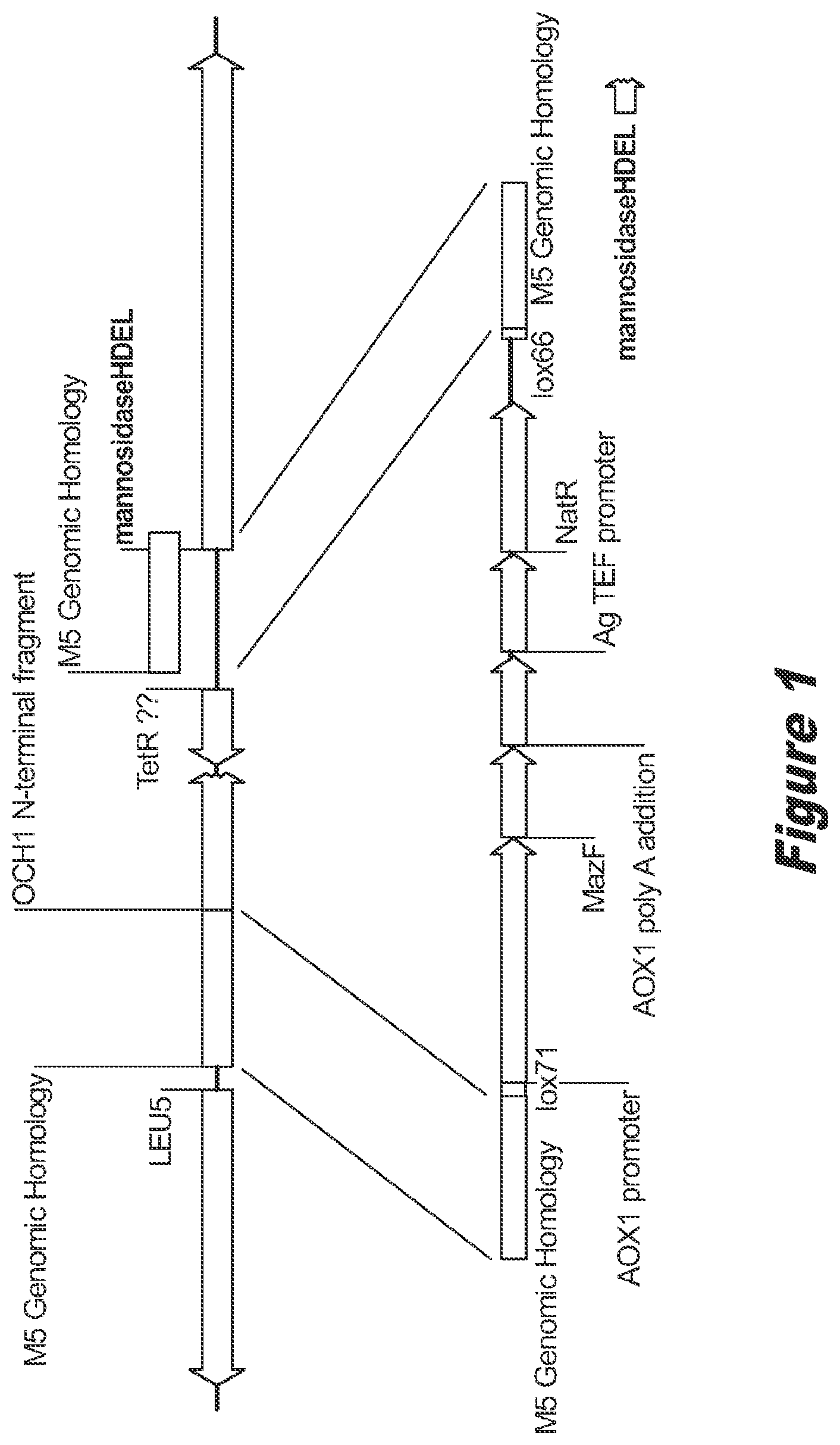 Patent US12359211 — Pichia pastoris strains for producing predominantly homogeneous glycan structure — Figure 1