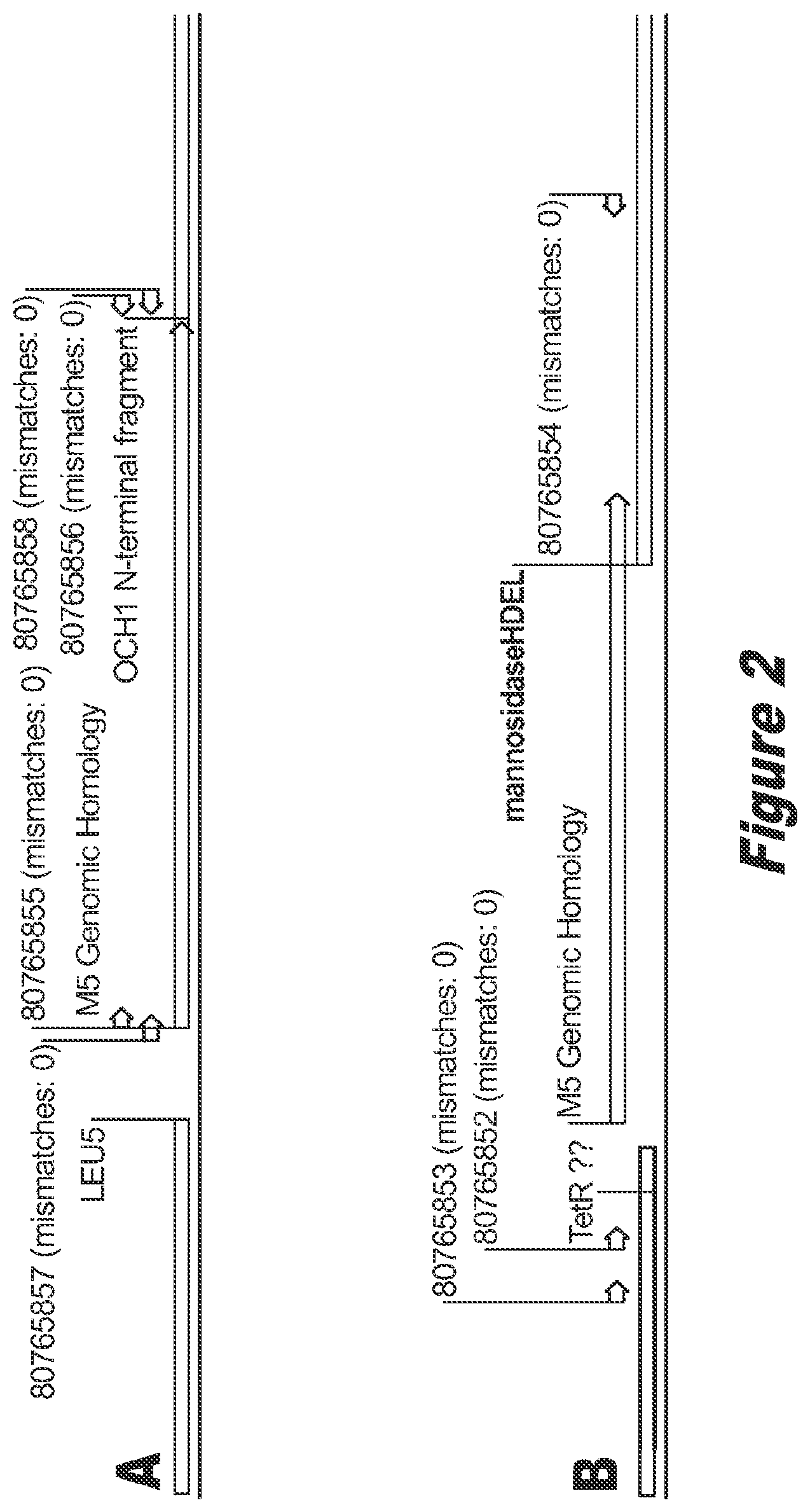 Patent US12359211 Figure 2 – Pichia pastoris strains for producing predominantly homogeneous glycan structure