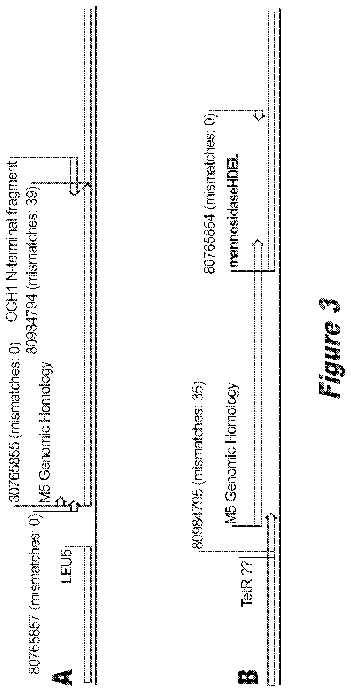 Patent US12359211 Figure 3 – Pichia pastoris strains for producing predominantly homogeneous glycan structure