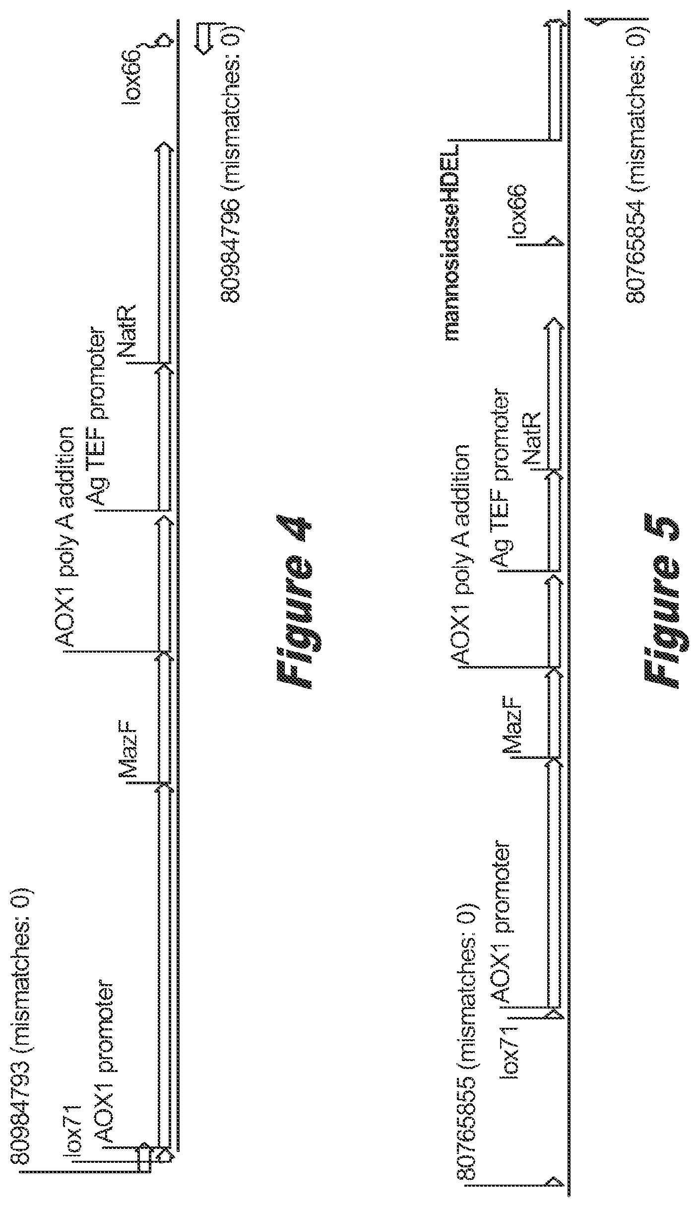 Patent US12359211 Figure 4 – Pichia pastoris strains for producing predominantly homogeneous glycan structure