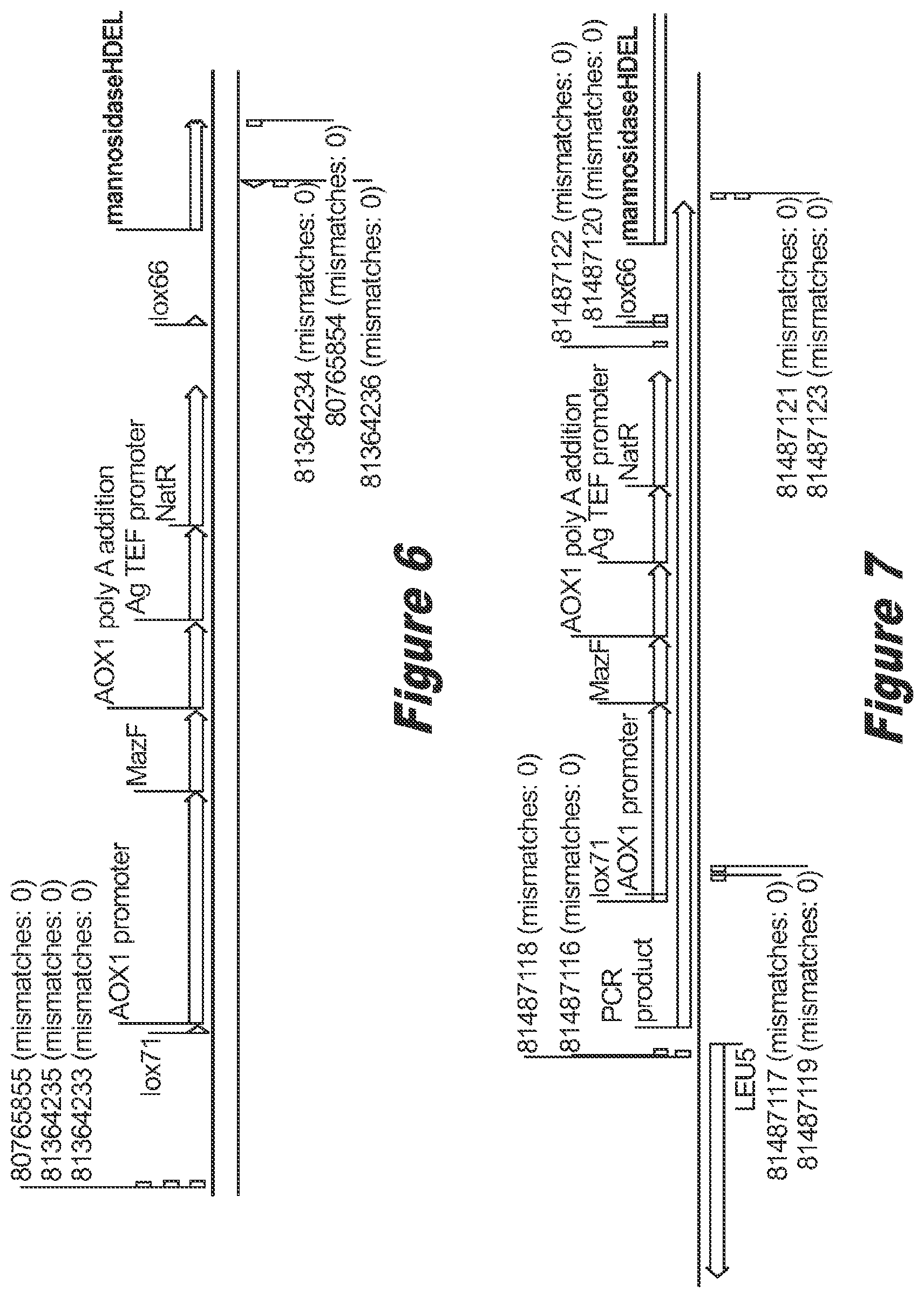 Patent US12359211 Figure 5 – Pichia pastoris strains for producing predominantly homogeneous glycan structure