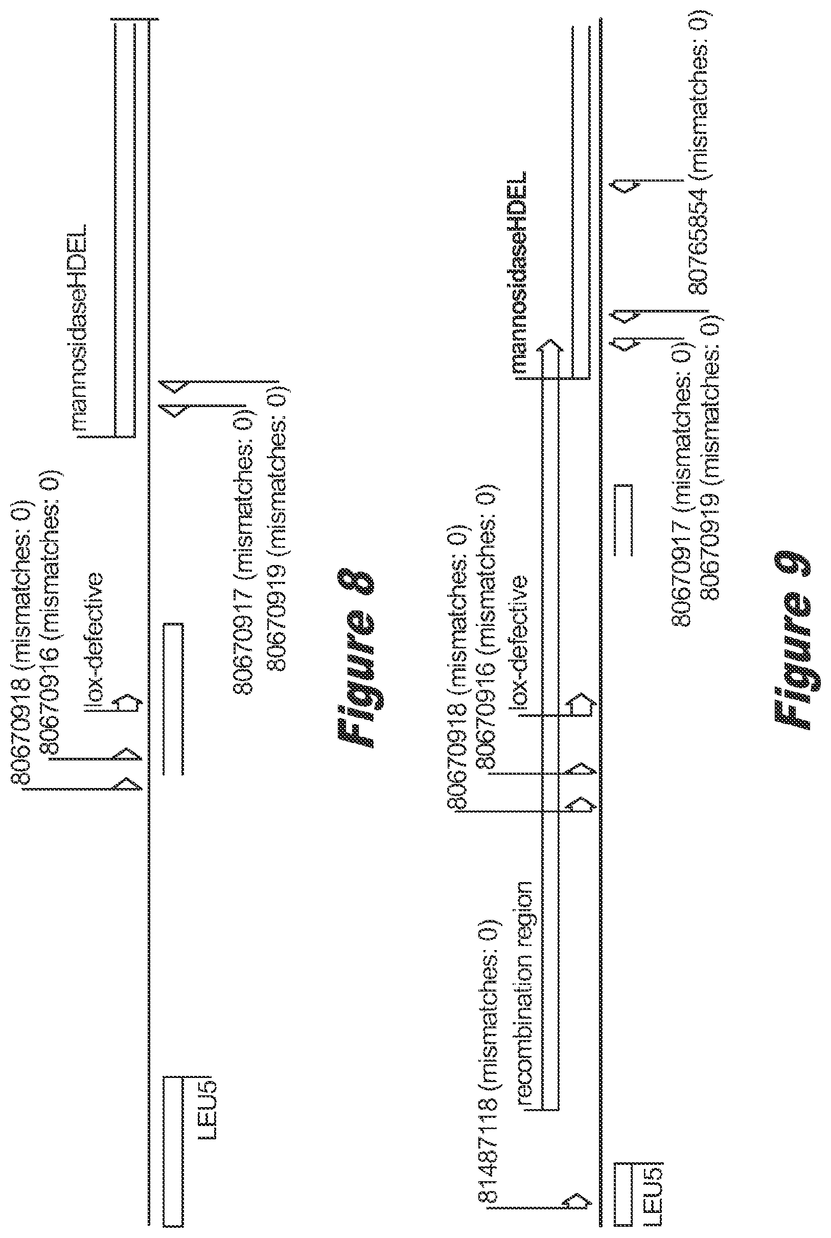 Patent US12359211 Figure 6 – Pichia pastoris strains for producing predominantly homogeneous glycan structure