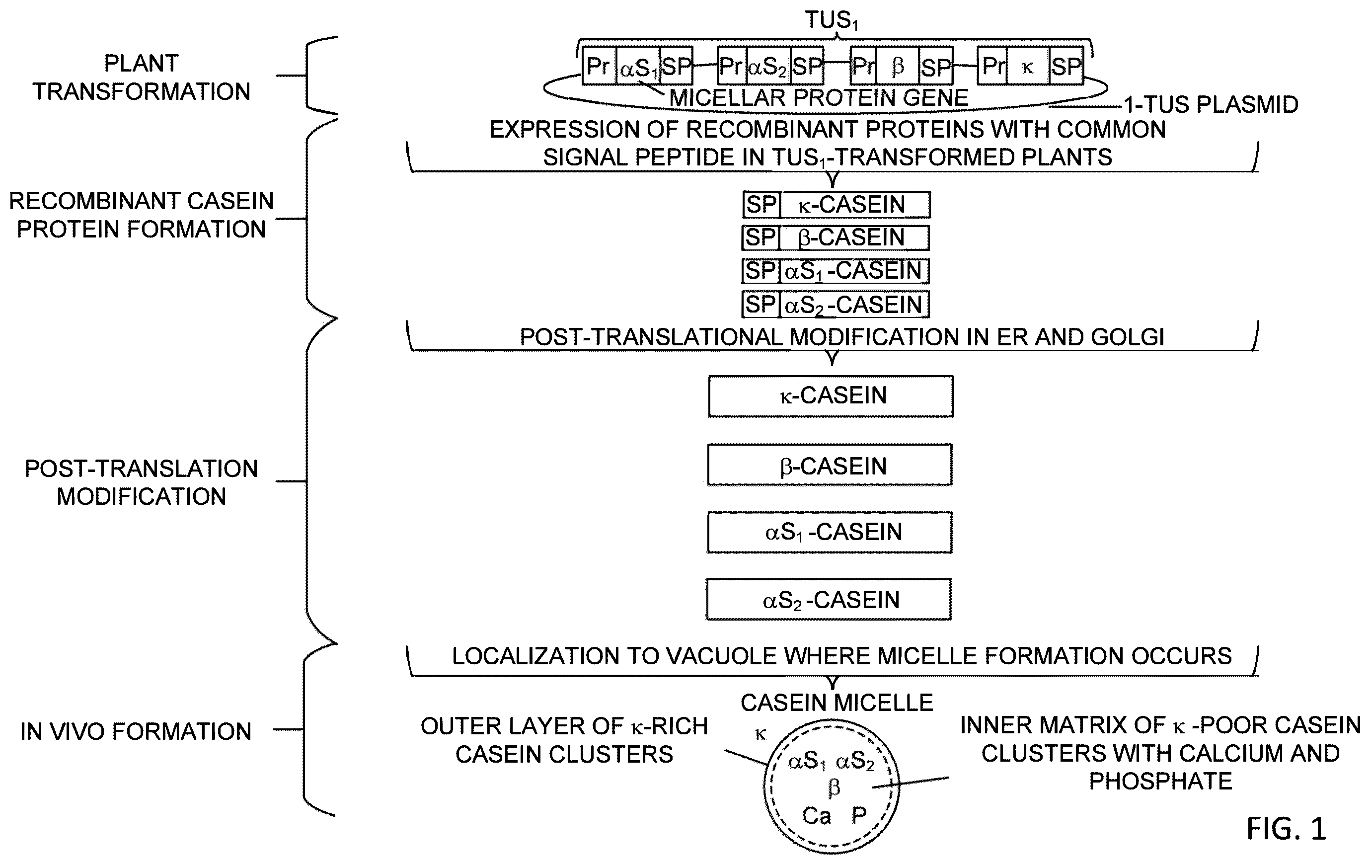 Patent US12359212 — Recombinant micelle and method of in vivo assembly — Figure 1
