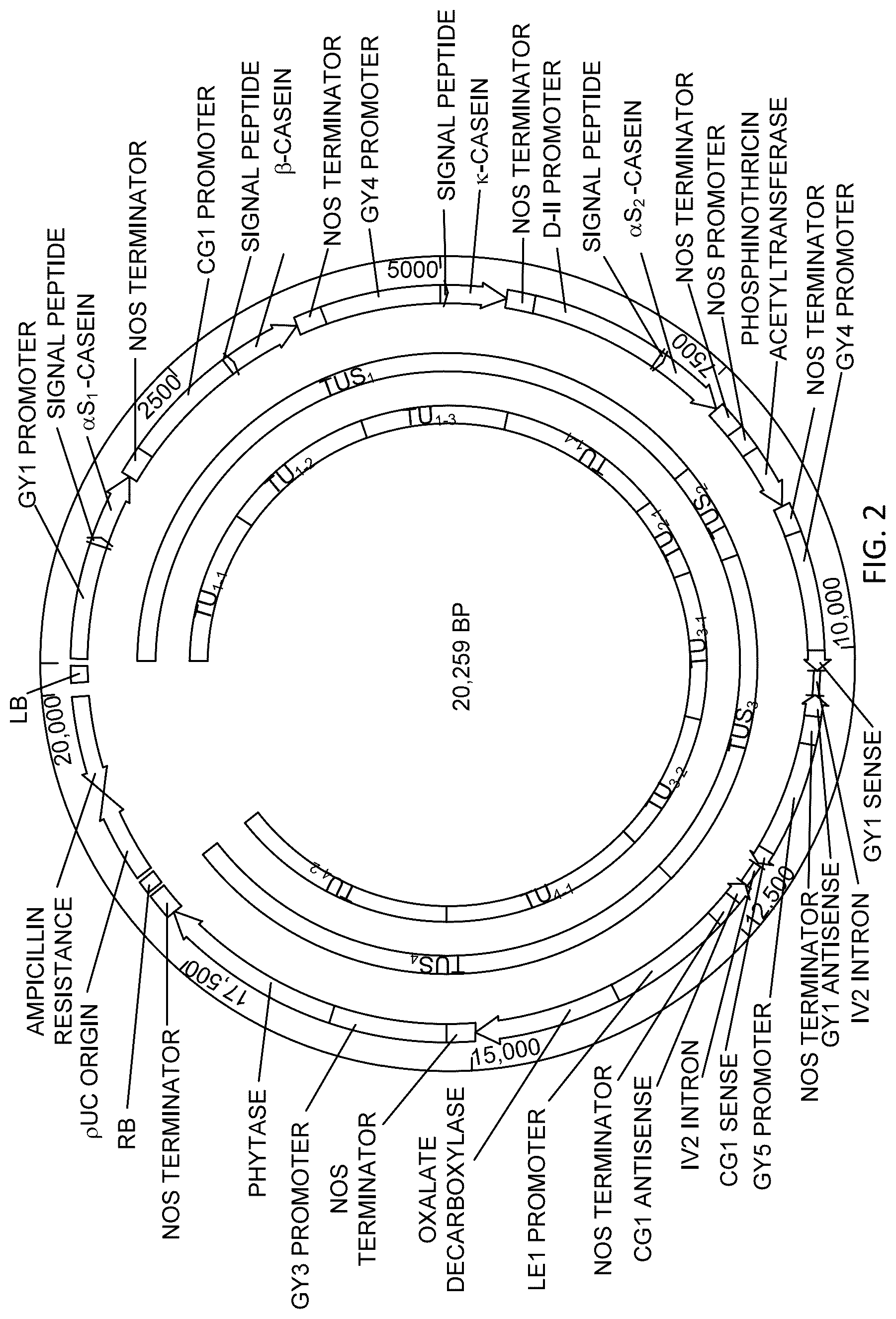 Patent US12359212 Figure 2 – Recombinant micelle and method of in vivo assembly
