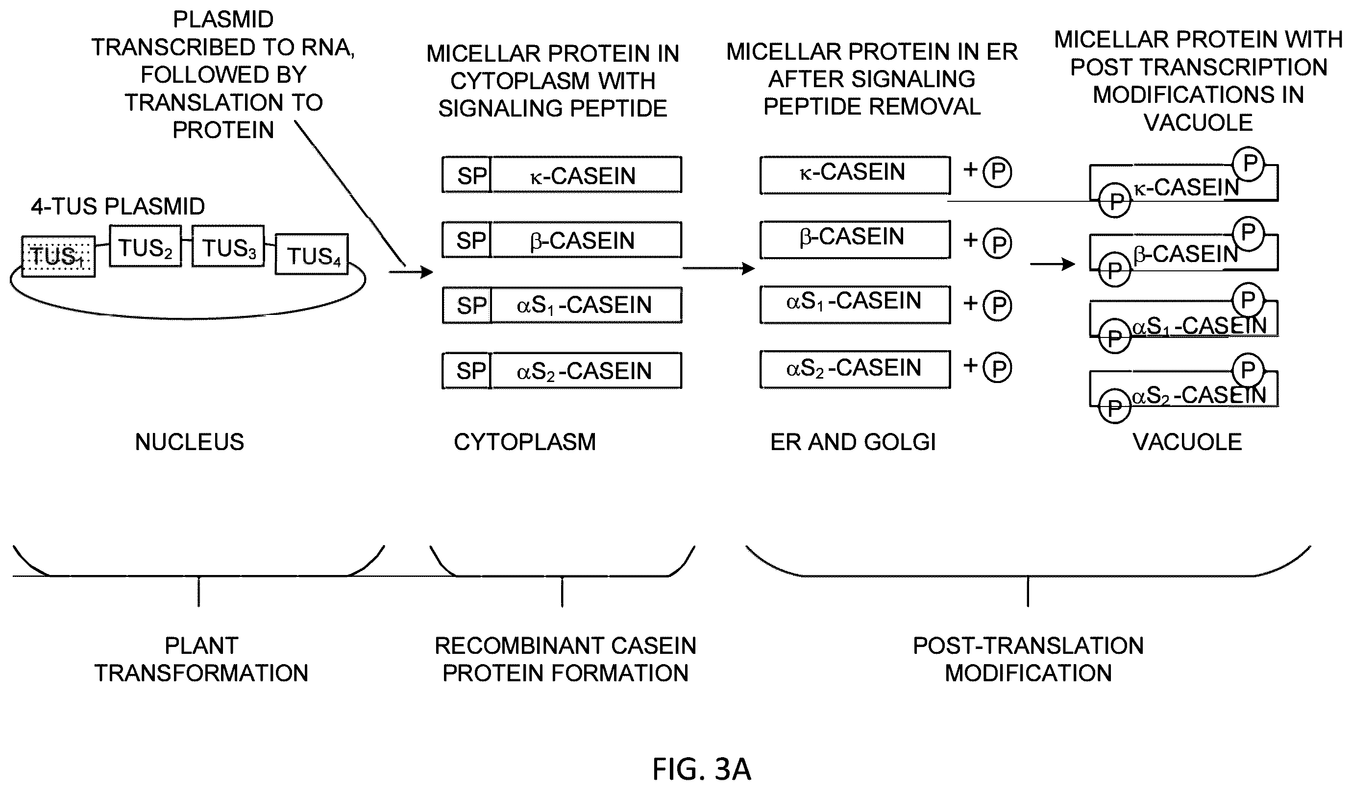 Patent US12359212 Figure 3 – Recombinant micelle and method of in vivo assembly