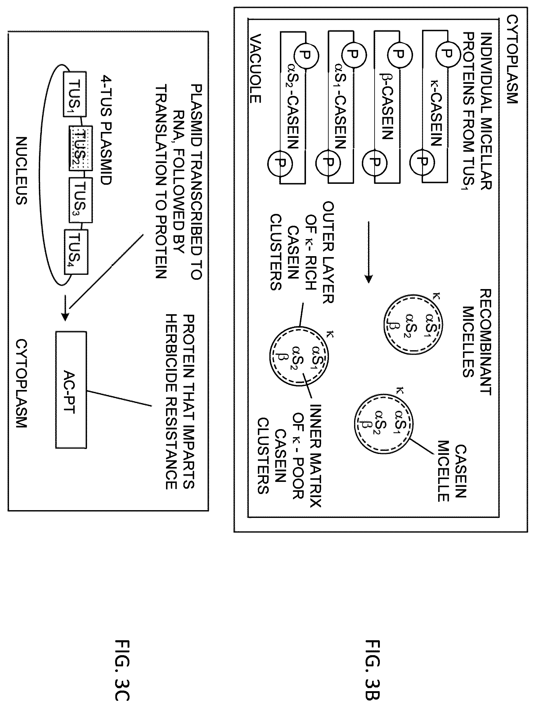 Patent US12359212 Figure 4 – Recombinant micelle and method of in vivo assembly