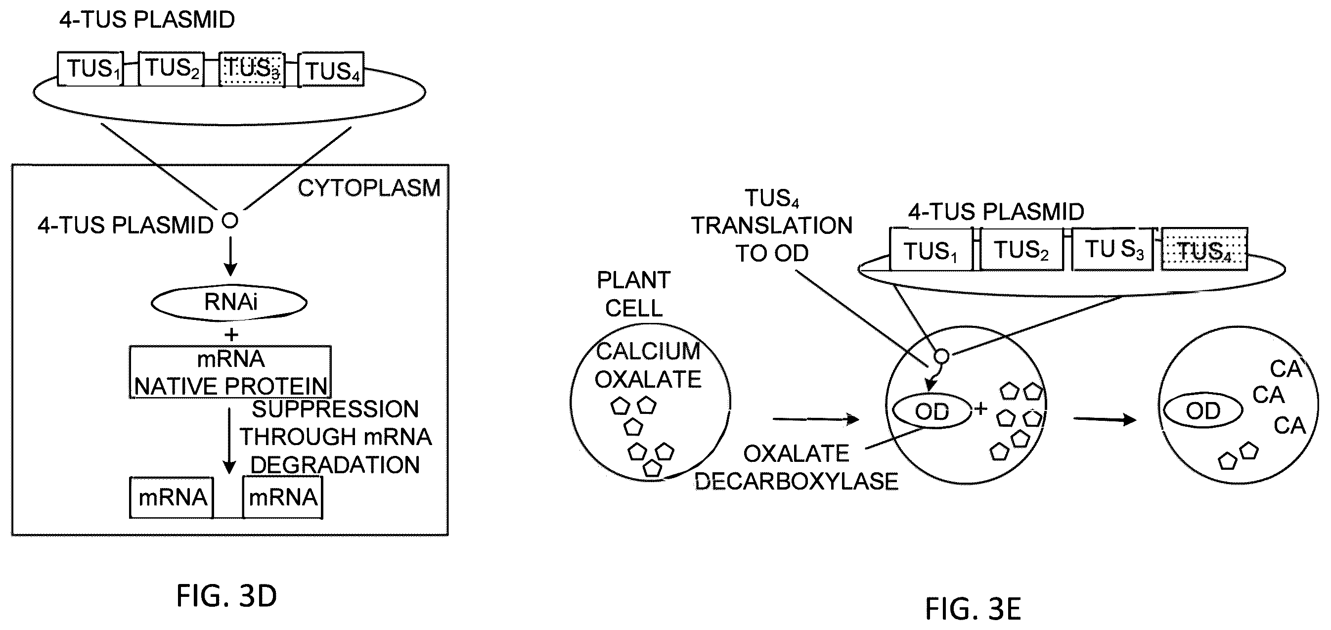 Patent US12359212 Figure 5 – Recombinant micelle and method of in vivo assembly