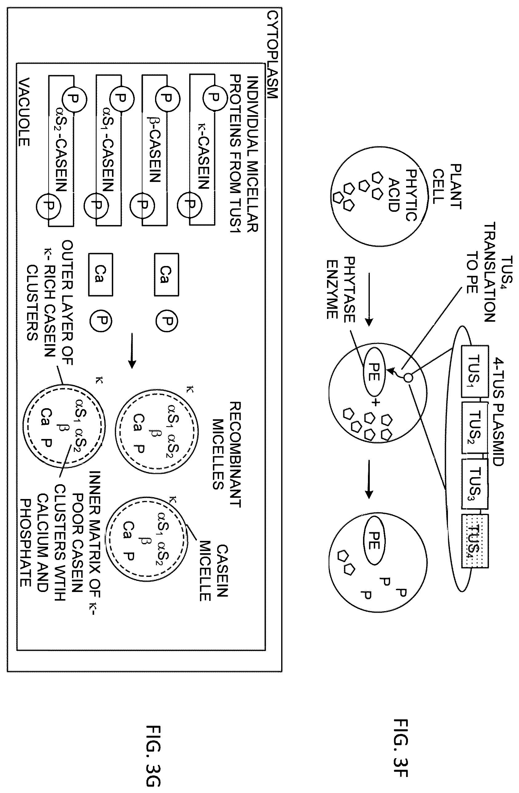Patent US12359212 Figure 6 – Recombinant micelle and method of in vivo assembly