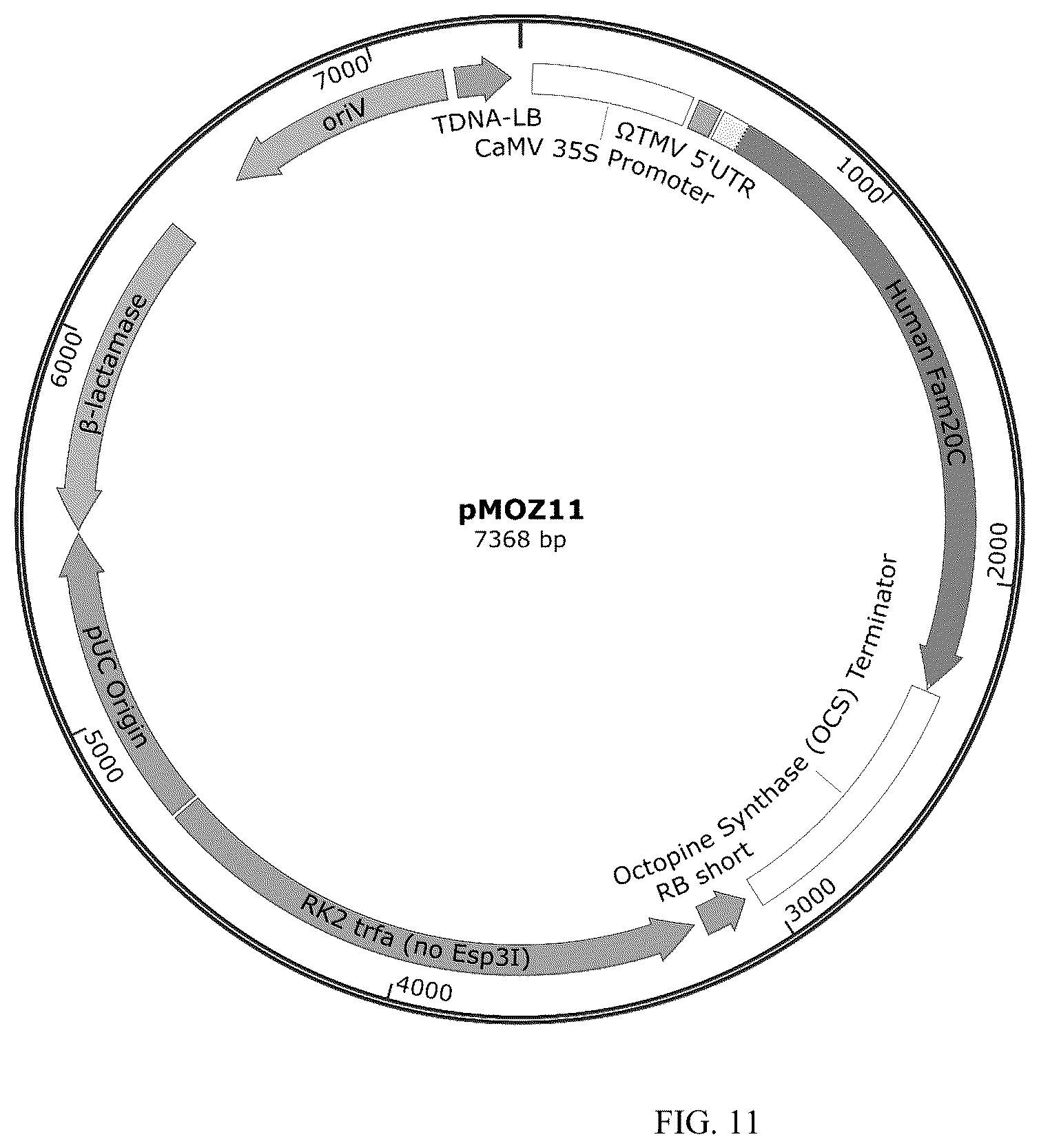 Patent US12359212 Figure 11 – Recombinant micelle and method of in vivo assembly