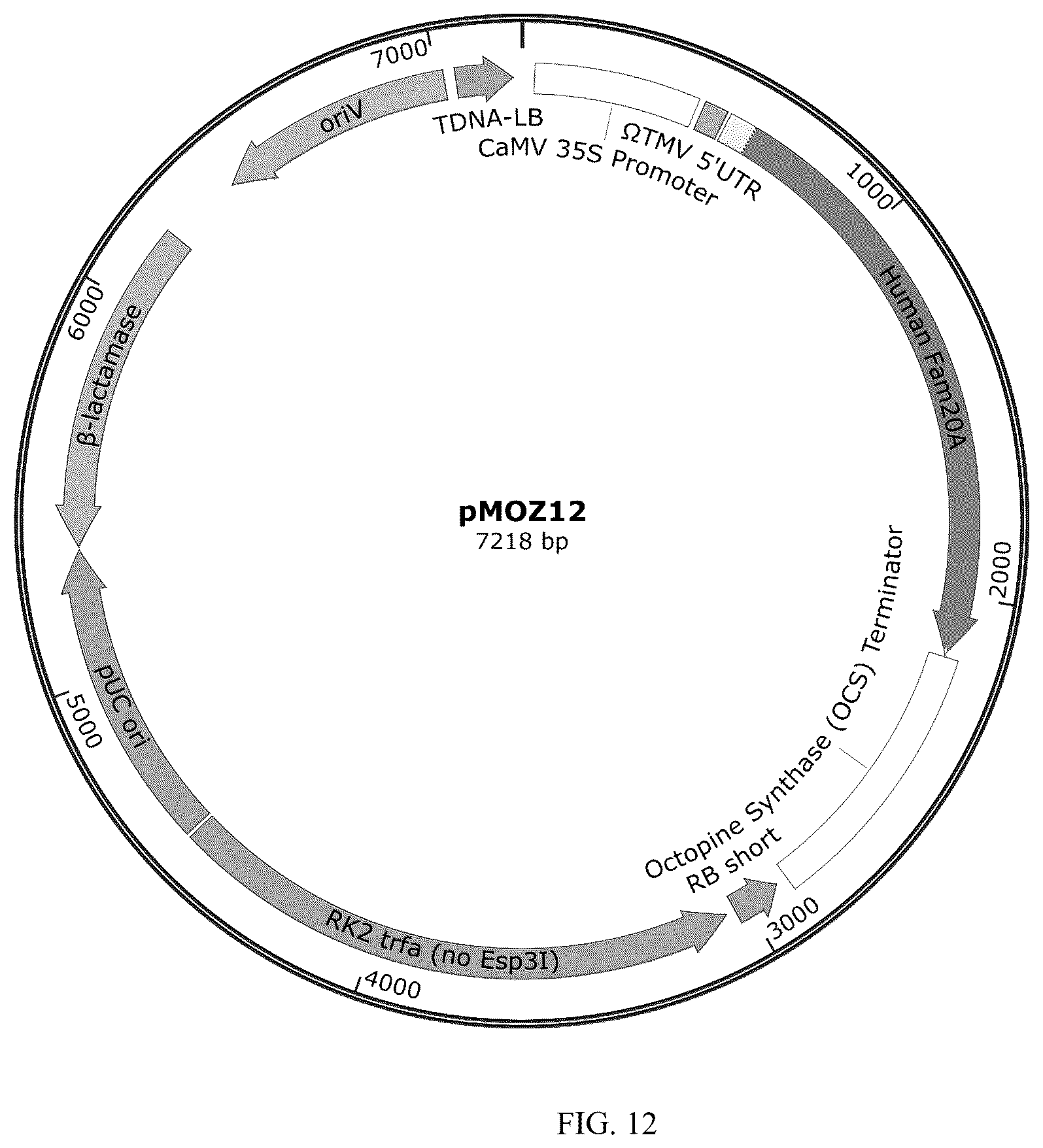 Patent US12359212 Figure 12 – Recombinant micelle and method of in vivo assembly