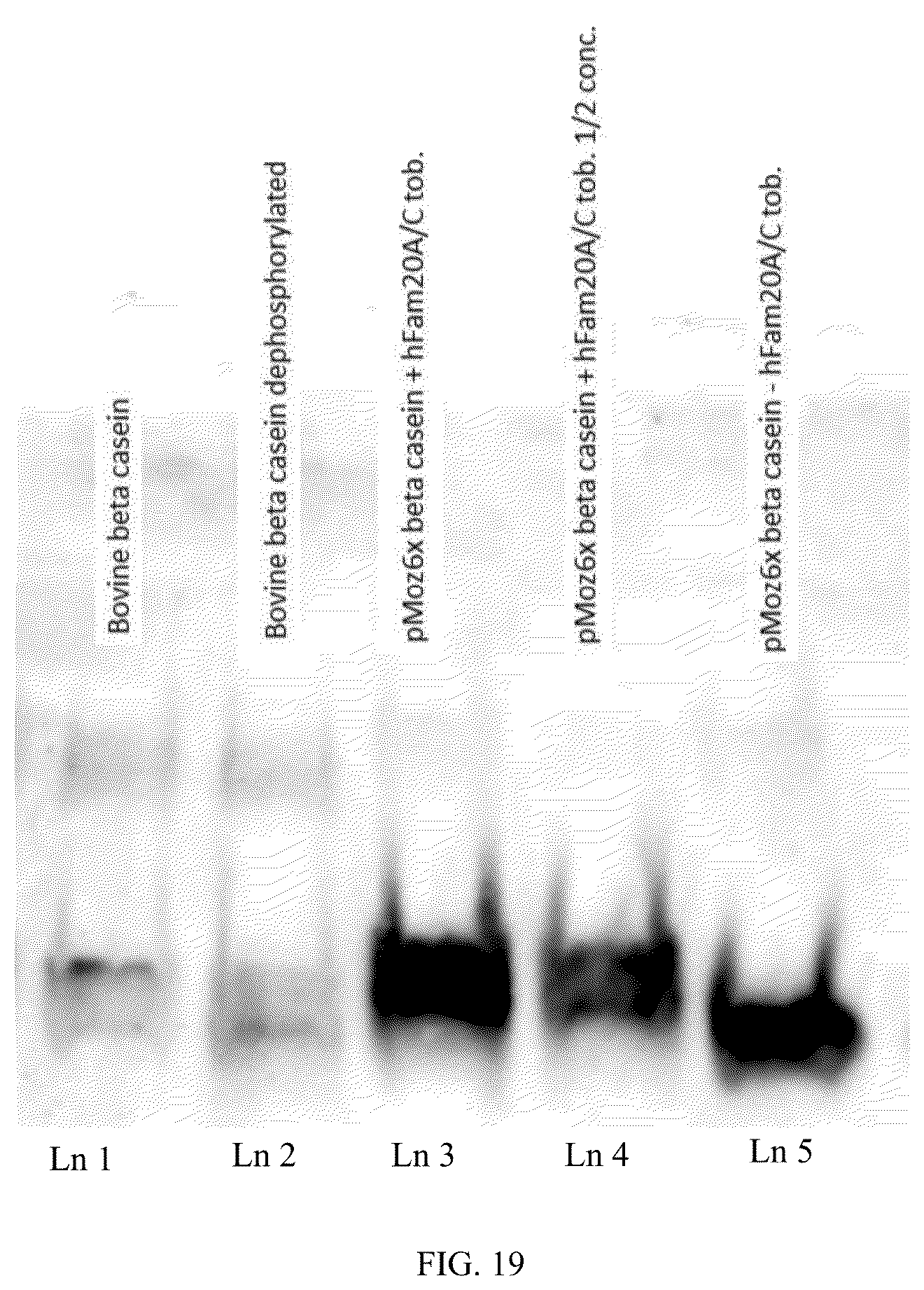 Patent US12359212 Figure 19 – Recombinant micelle and method of in vivo assembly