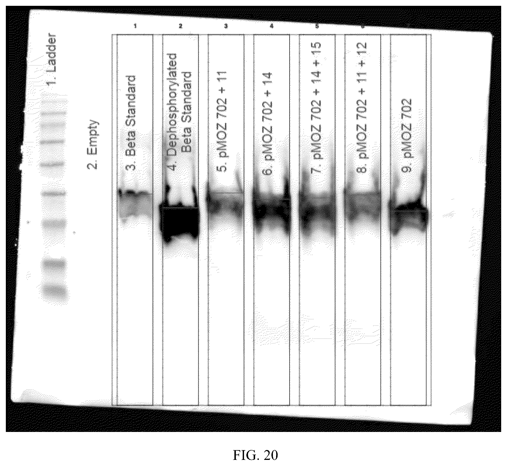 Patent US12359212 Figure 20 – Recombinant micelle and method of in vivo assembly