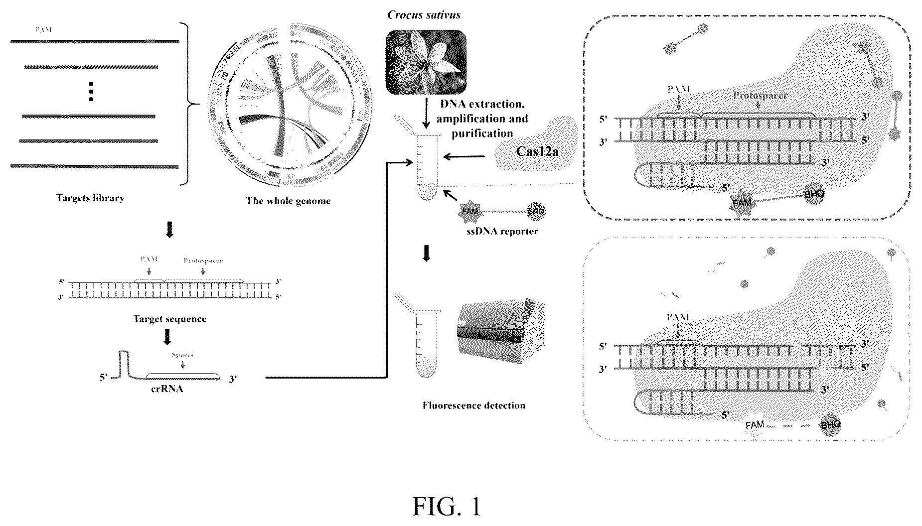Patent US12359213 Figure 1 – Method and use for identifying plant species based on whole genome analysis and genome editing