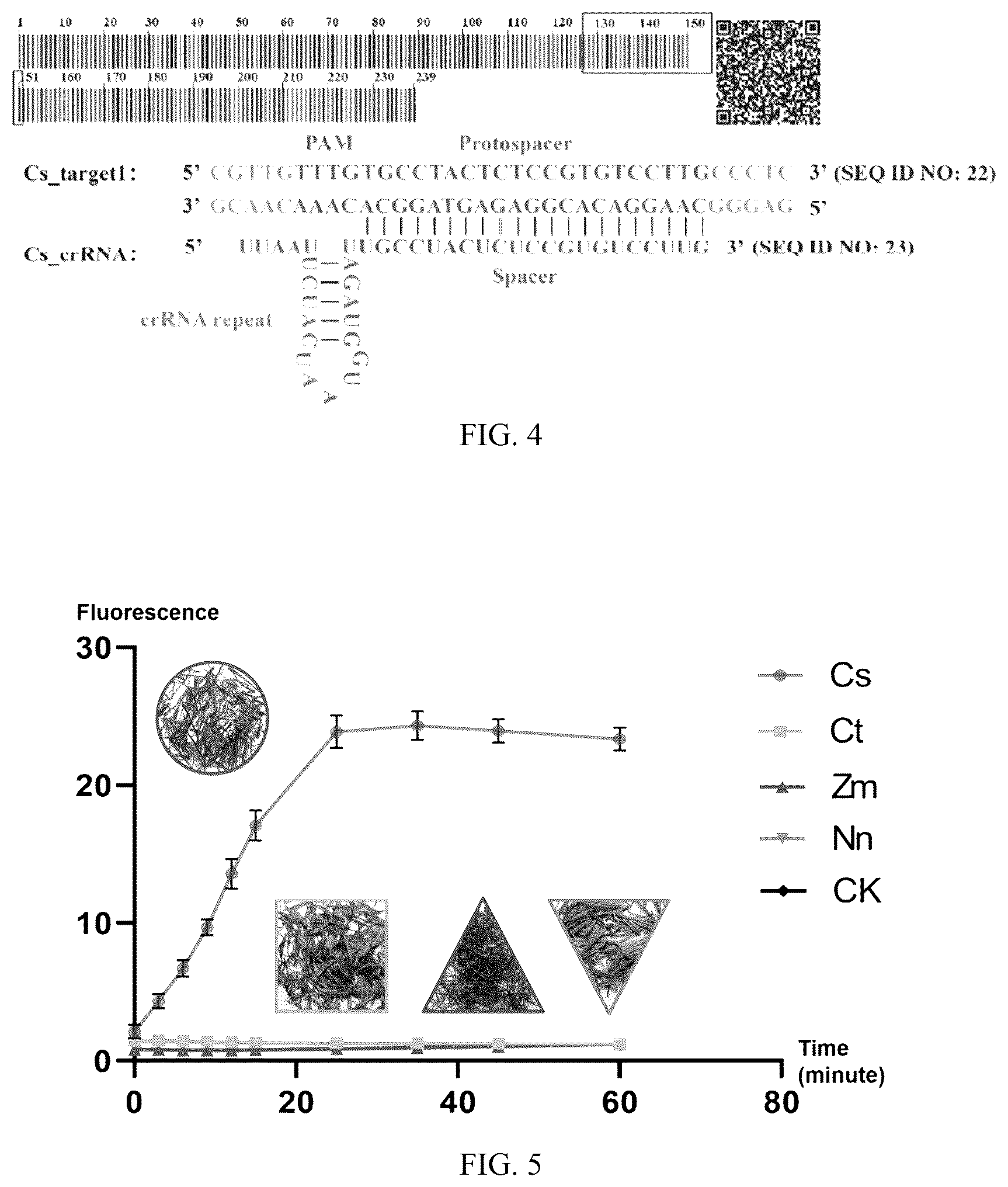 Patent US12359213 Figure 4 – Method and use for identifying plant species based on whole genome analysis and genome editing