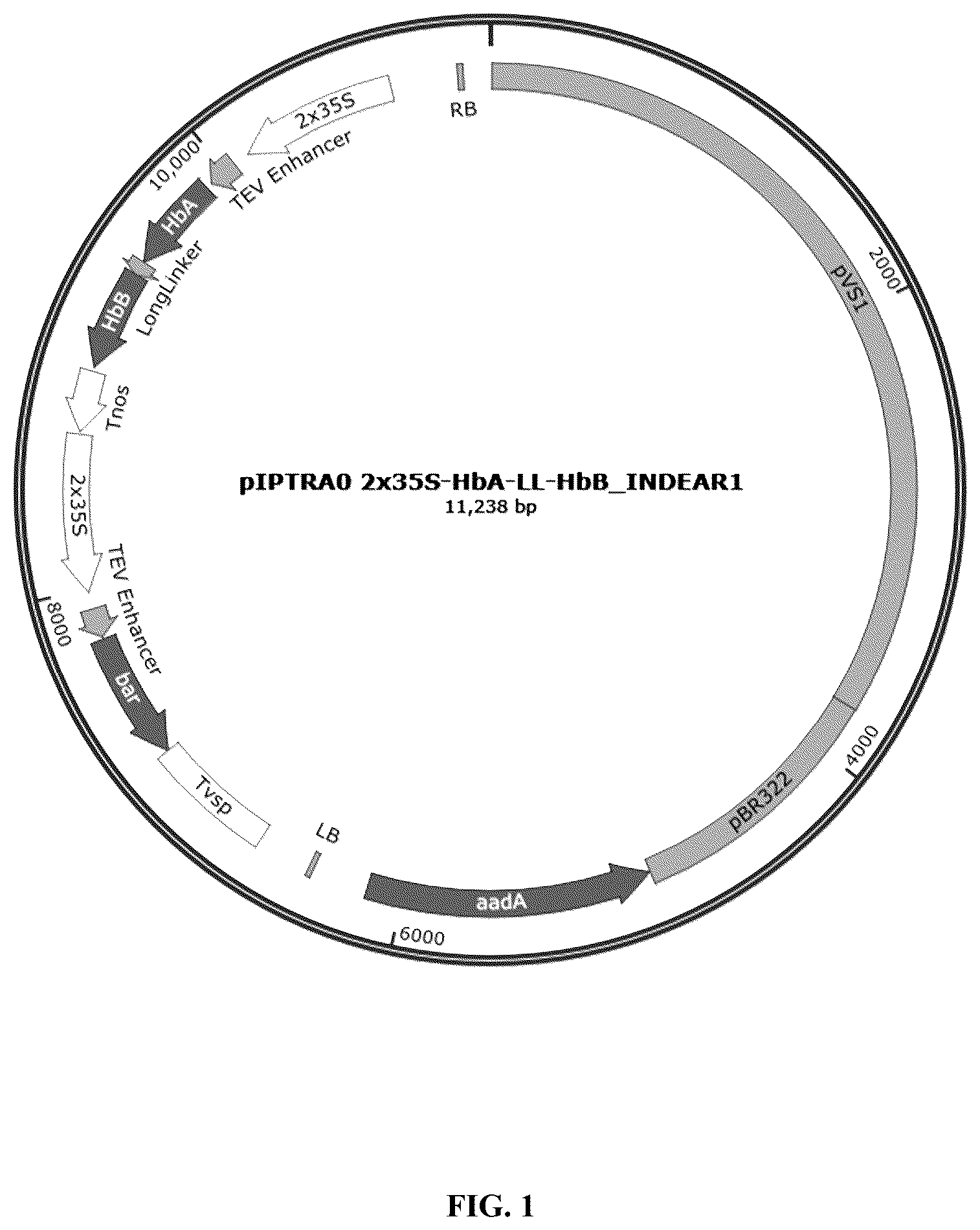 Patent US12359214 Figure 1 – High expression of animal heme protein in plants