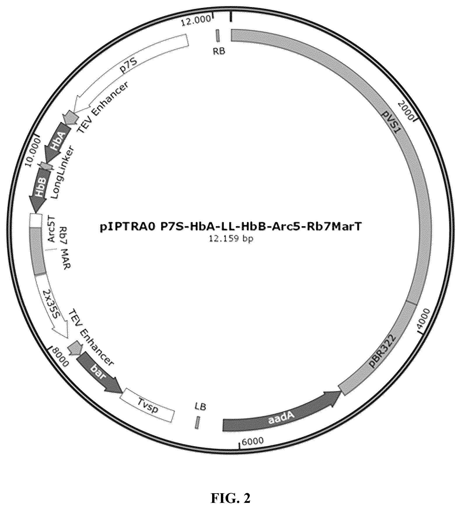 Patent US12359214 Figure 2 – High expression of animal heme protein in plants