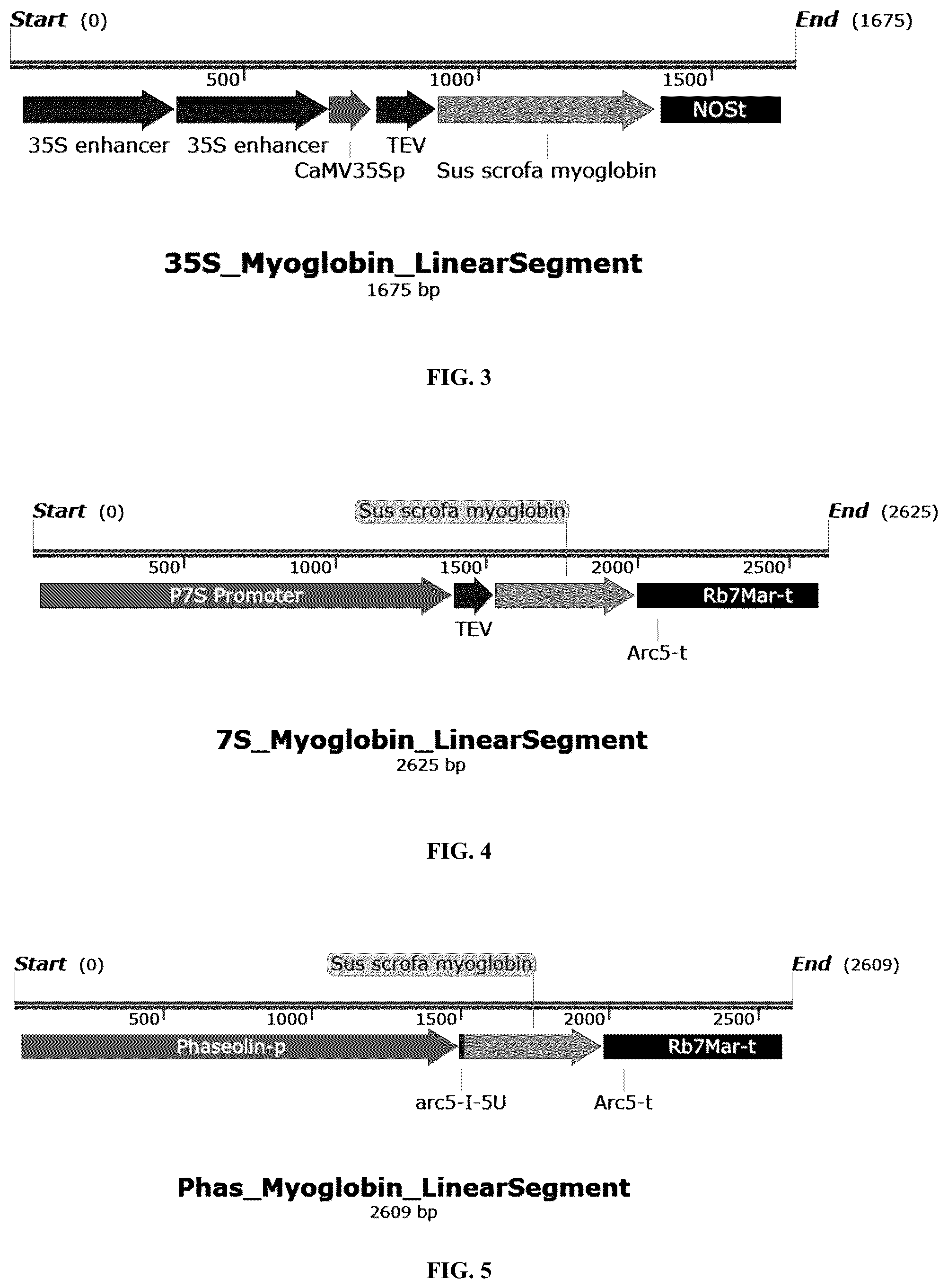 Patent US12359214 Figure 3 – High expression of animal heme protein in plants