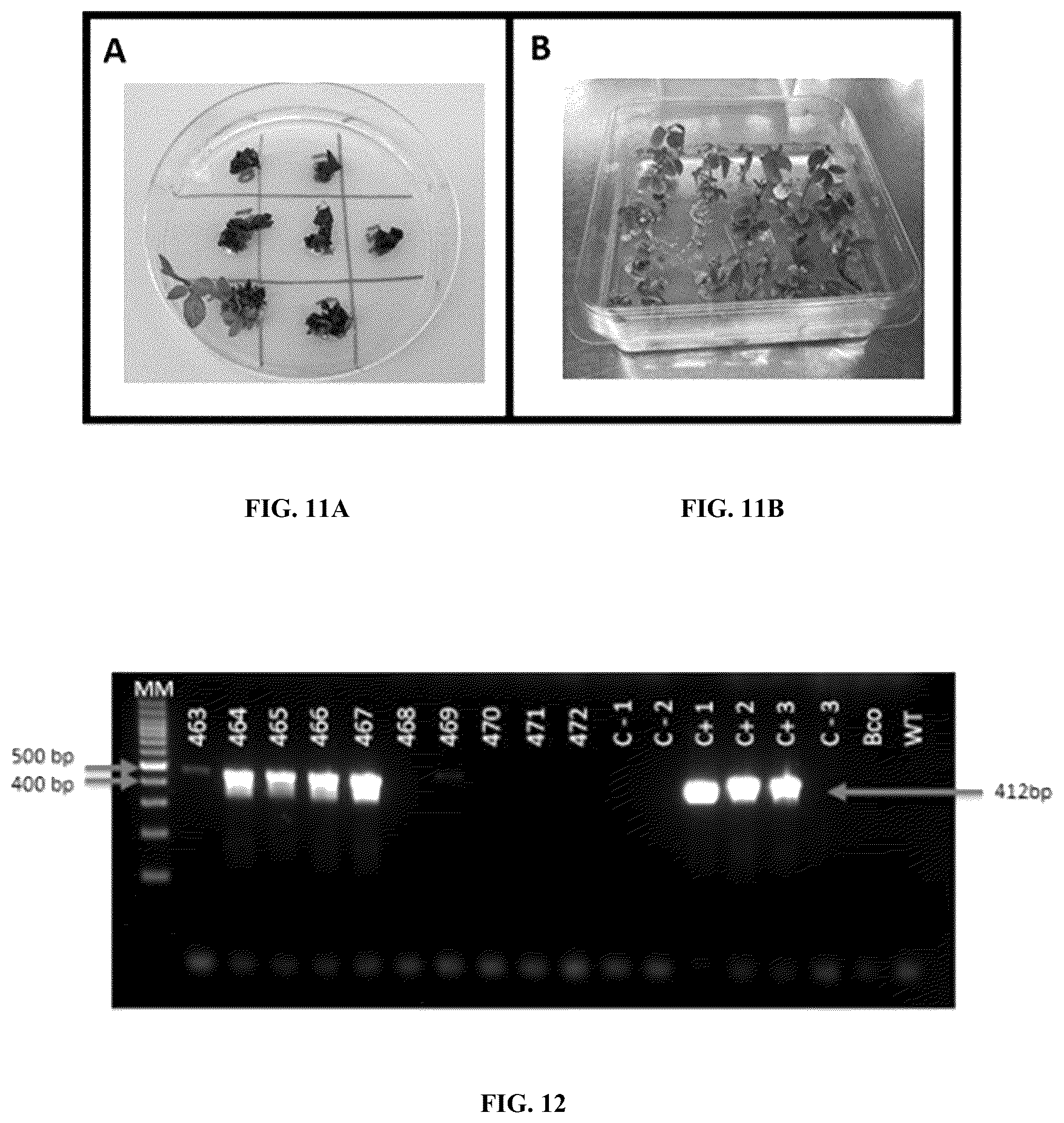 Patent US12359214 Figure 9 – High expression of animal heme protein in plants