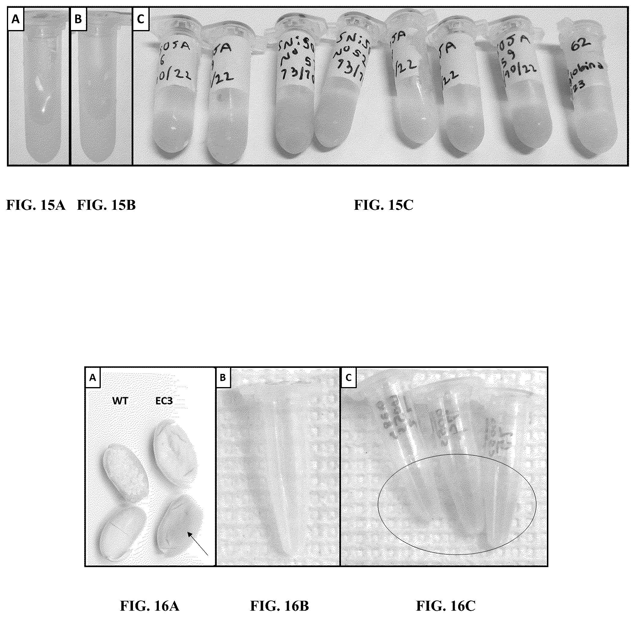 Patent US12359214 Figure 11 – High expression of animal heme protein in plants