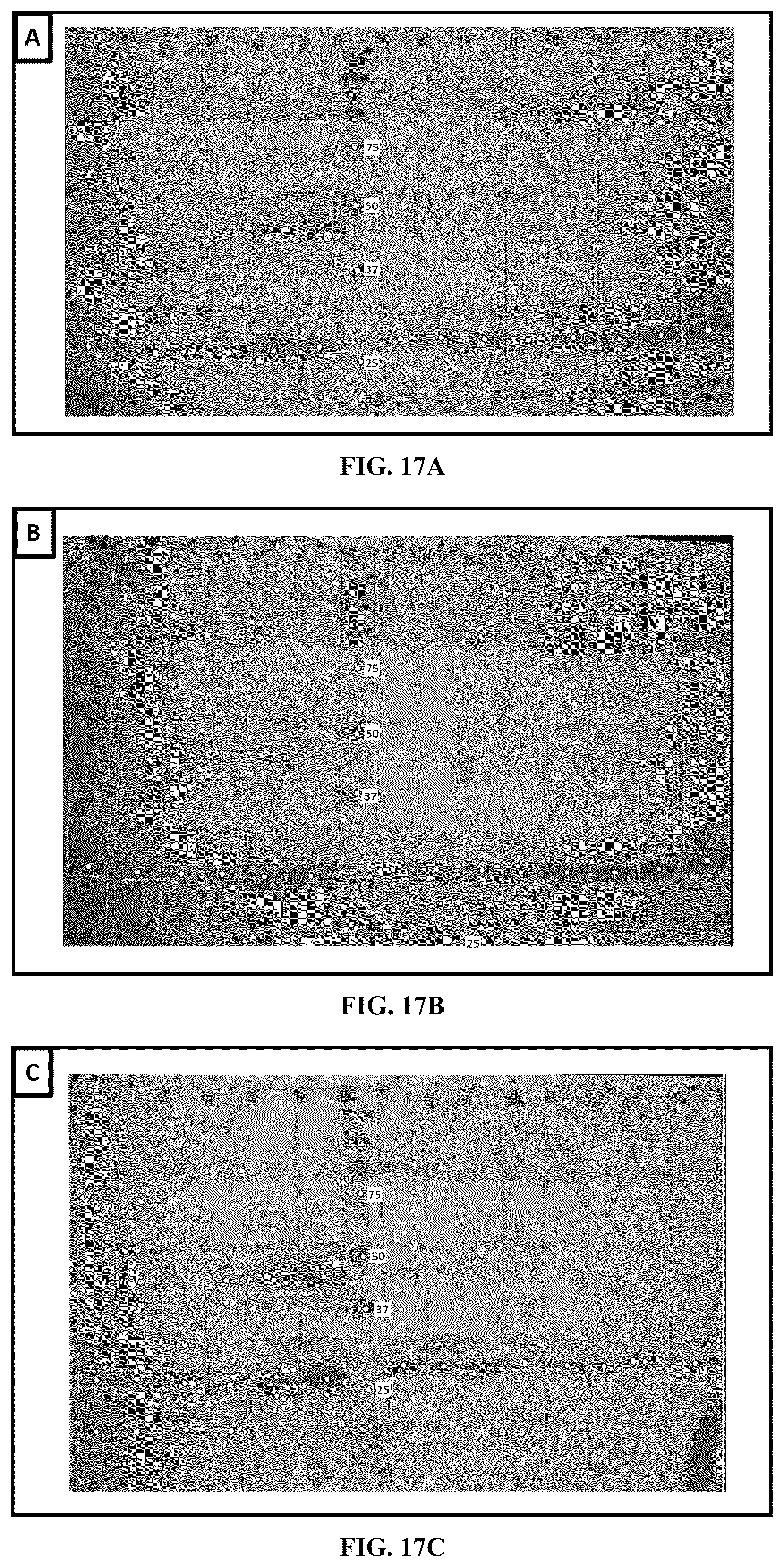Patent US12359214 Figure 12 – High expression of animal heme protein in plants