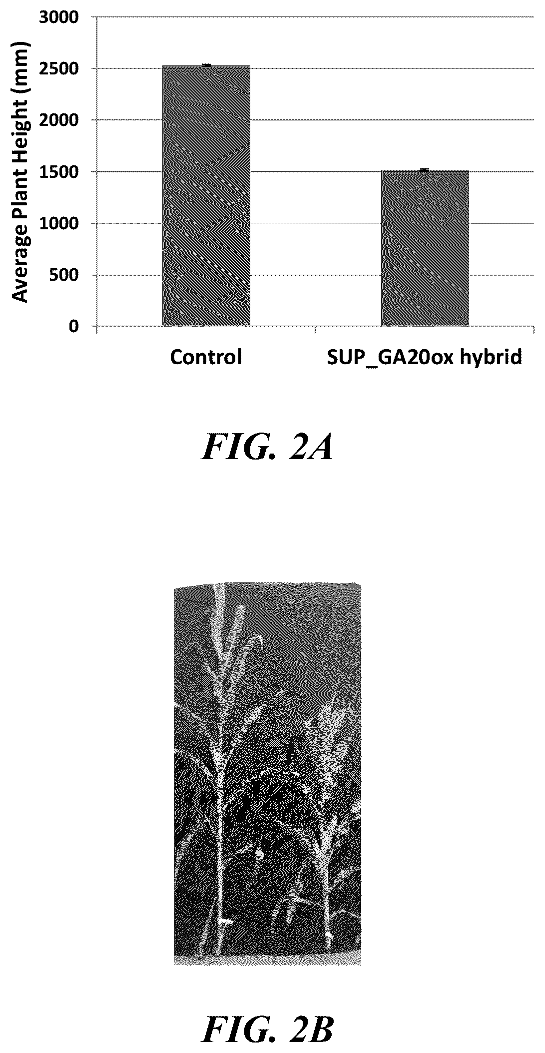 Patent US12359216 Figure 2 – Methods and compositions for short stature plants through manipulation of gibberellin metabolism to increase harvestable yield