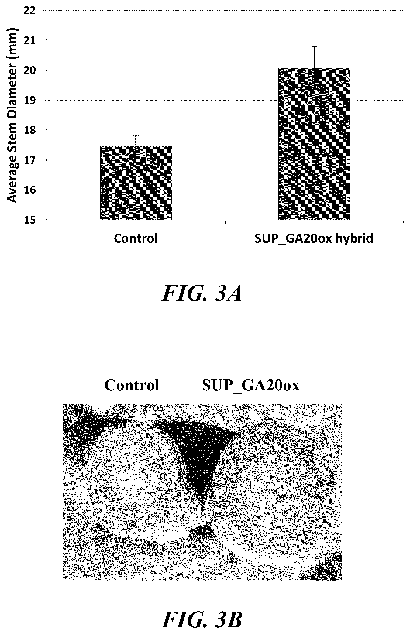Patent US12359216 Figure 3 – Methods and compositions for short stature plants through manipulation of gibberellin metabolism to increase harvestable yield