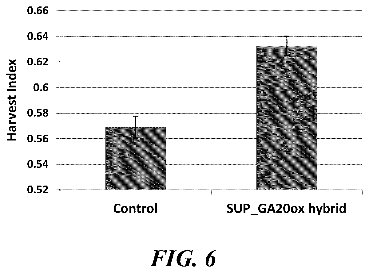 Patent US12359216 Figure 6 – Methods and compositions for short stature plants through manipulation of gibberellin metabolism to increase harvestable yield