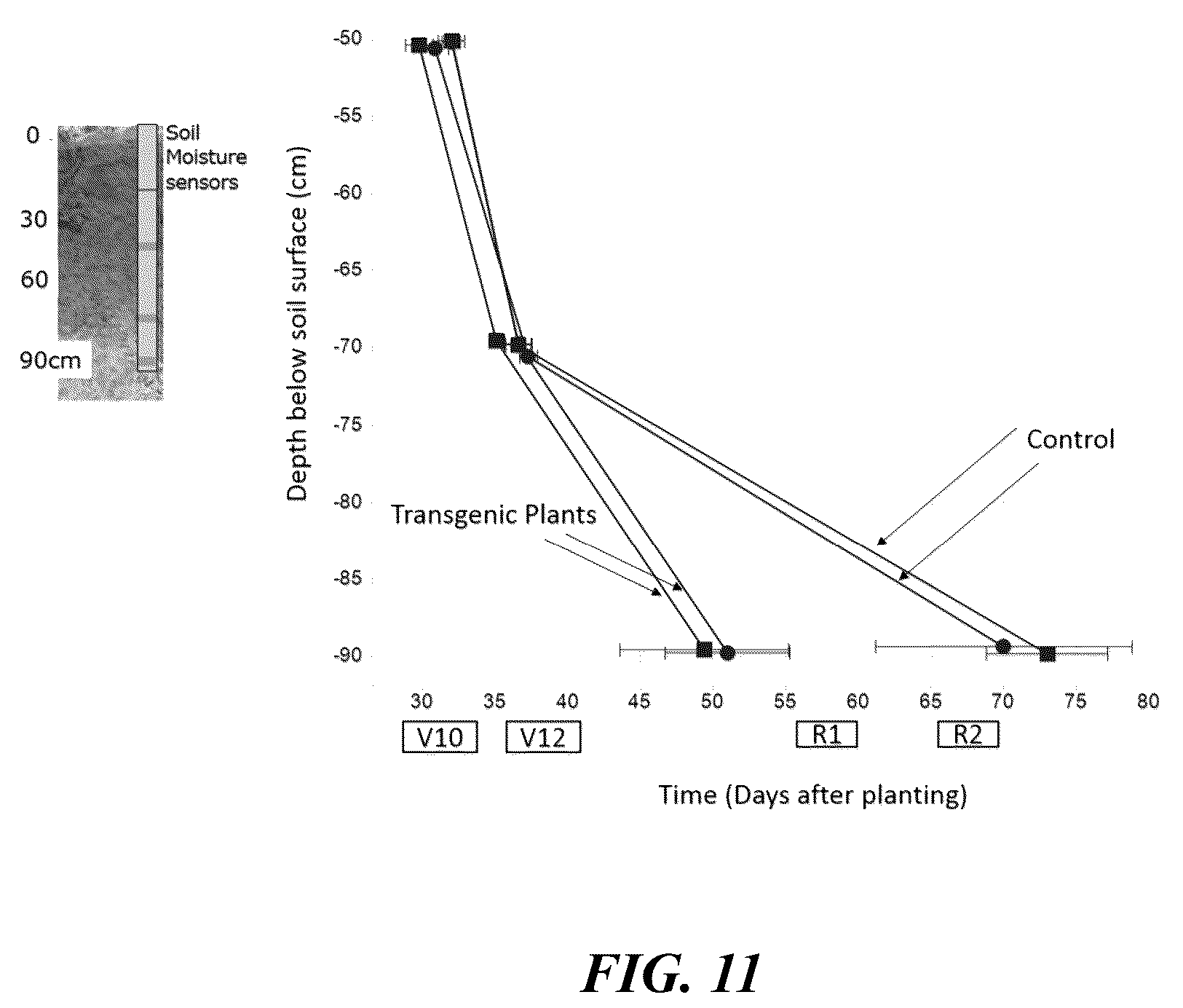Patent US12359216 Figure 11 – Methods and compositions for short stature plants through manipulation of gibberellin metabolism to increase harvestable yield