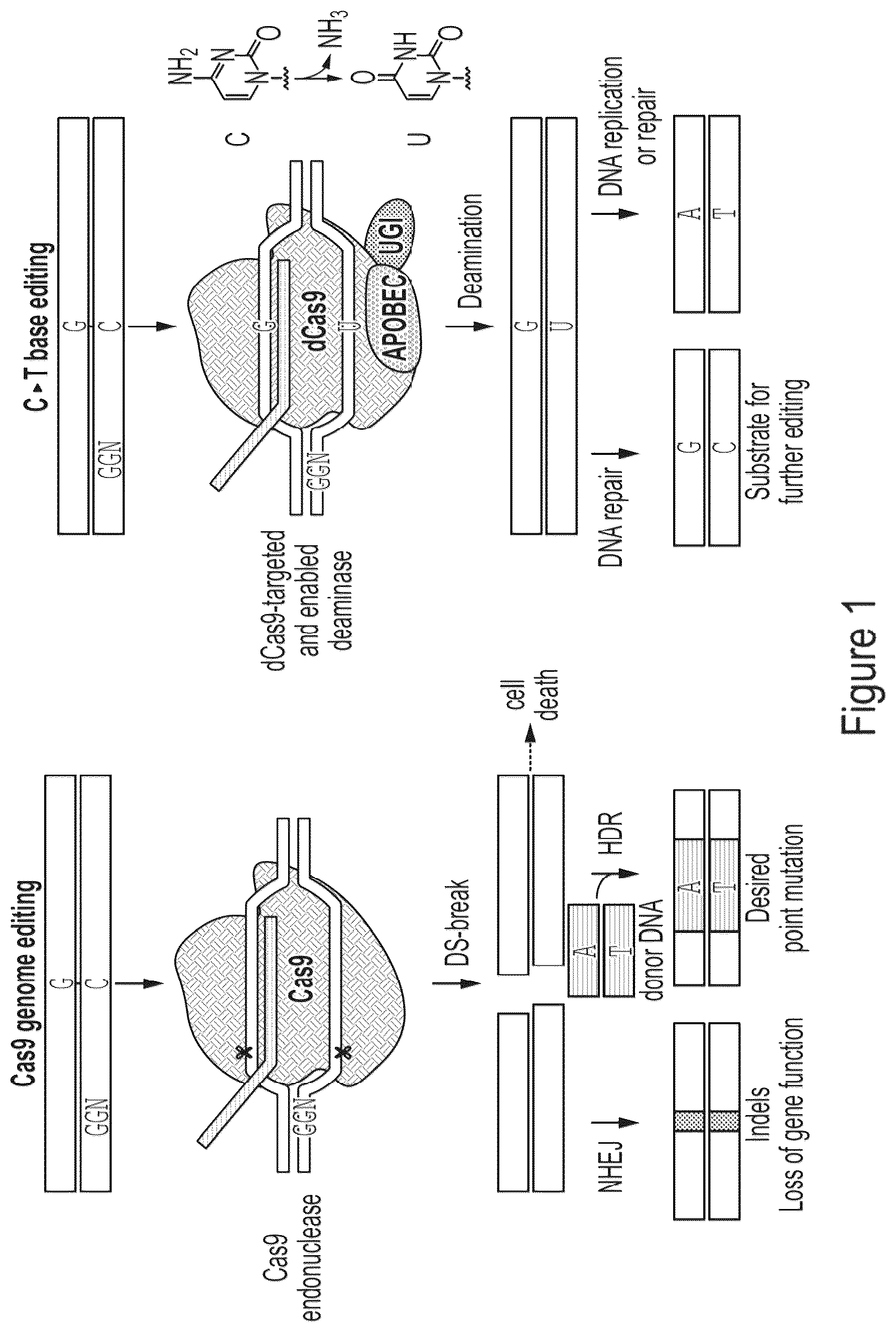 Patent US12359218 Figure 1 – Methods and compositions for evolving base editors using phage-assisted continuous evolution (PACE)