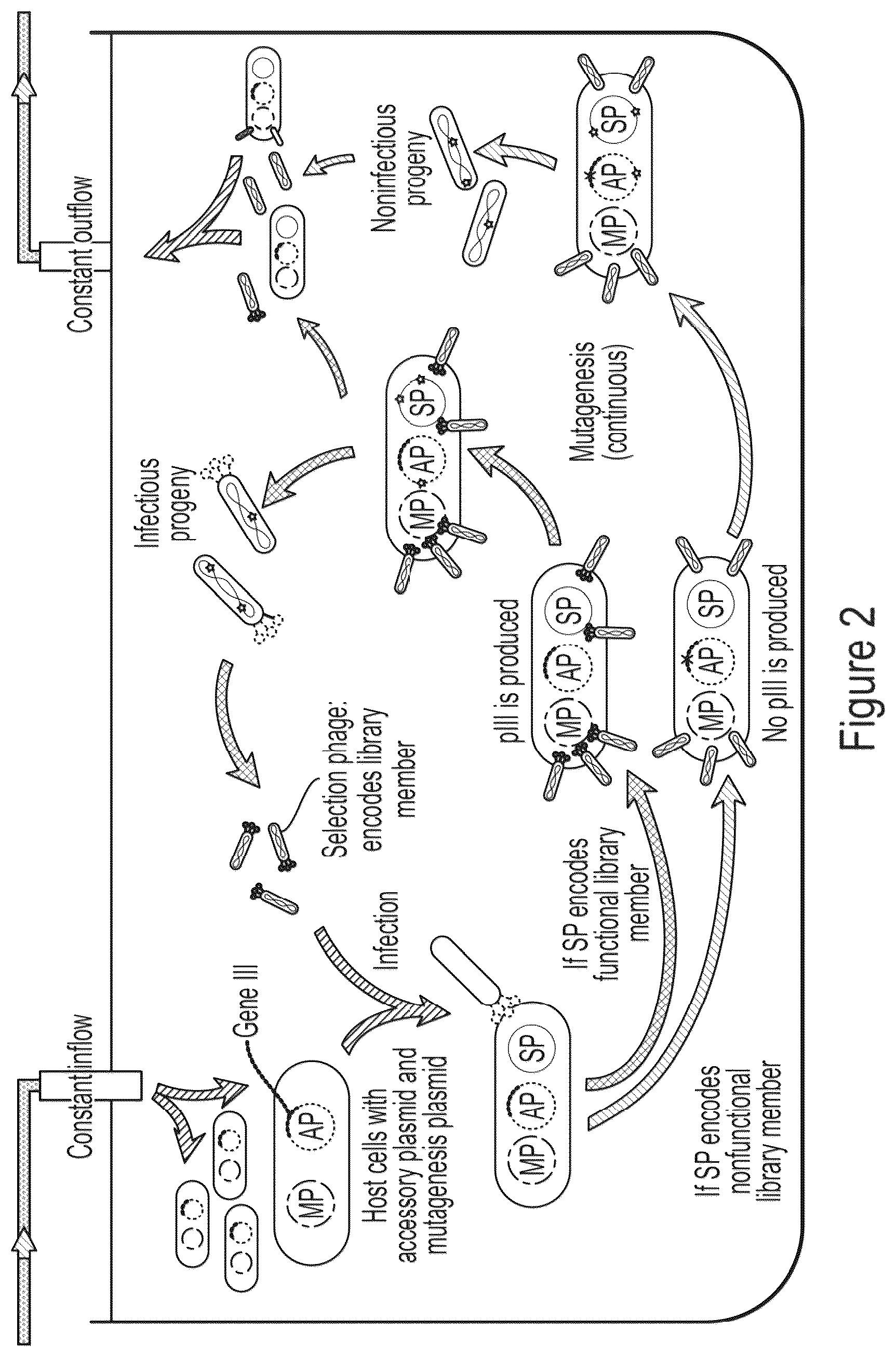 Patent US12359218 Figure 2 – Methods and compositions for evolving base editors using phage-assisted continuous evolution (PACE)