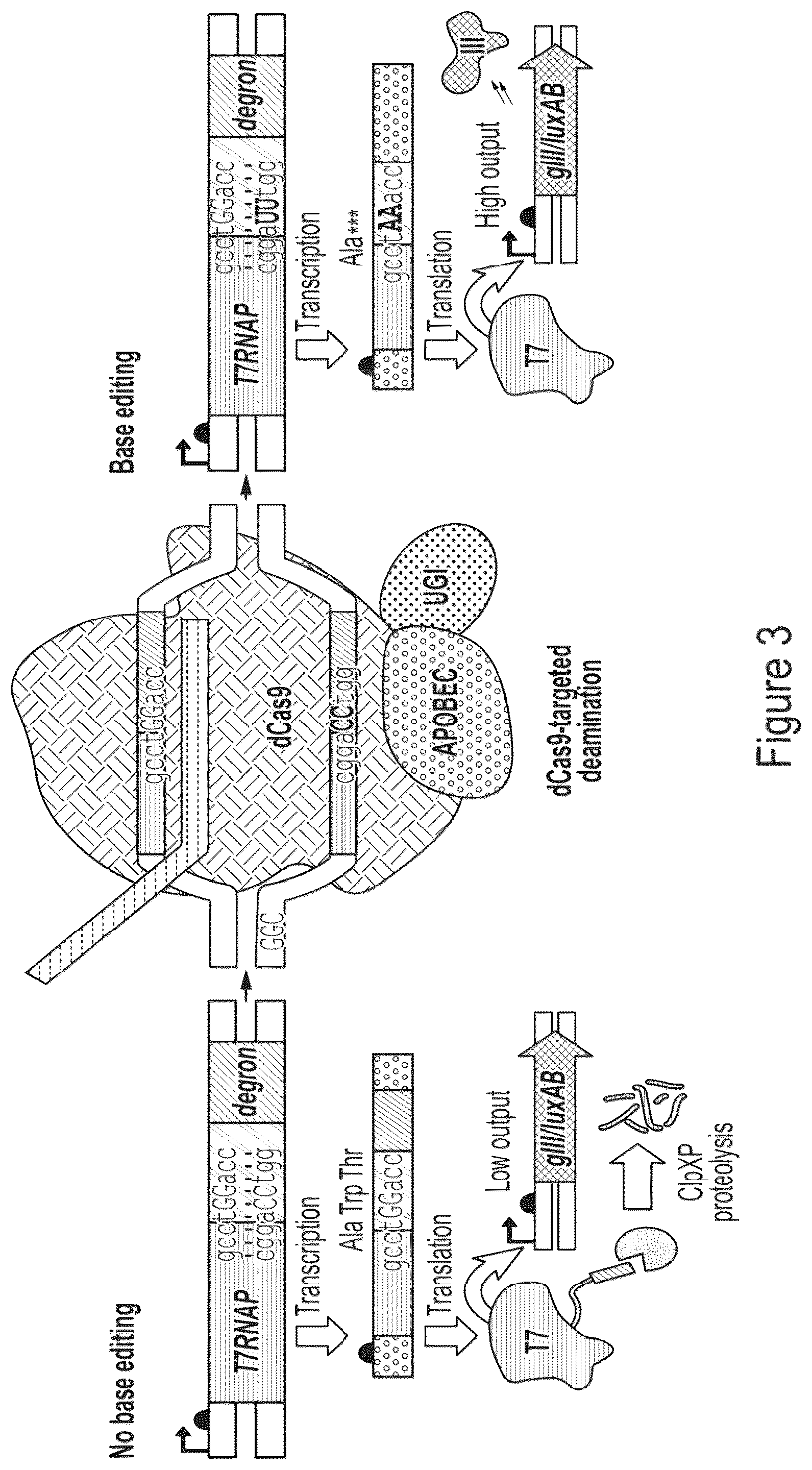 Patent US12359218 Figure 3 – Methods and compositions for evolving base editors using phage-assisted continuous evolution (PACE)