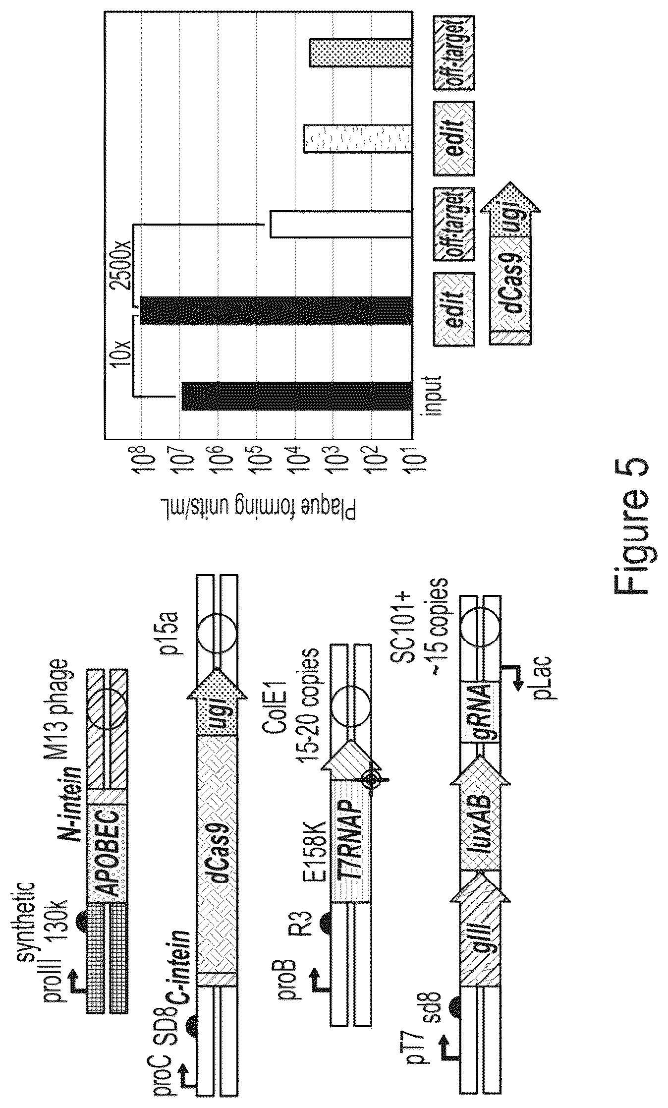 Patent US12359218 Figure 5 – Methods and compositions for evolving base editors using phage-assisted continuous evolution (PACE)