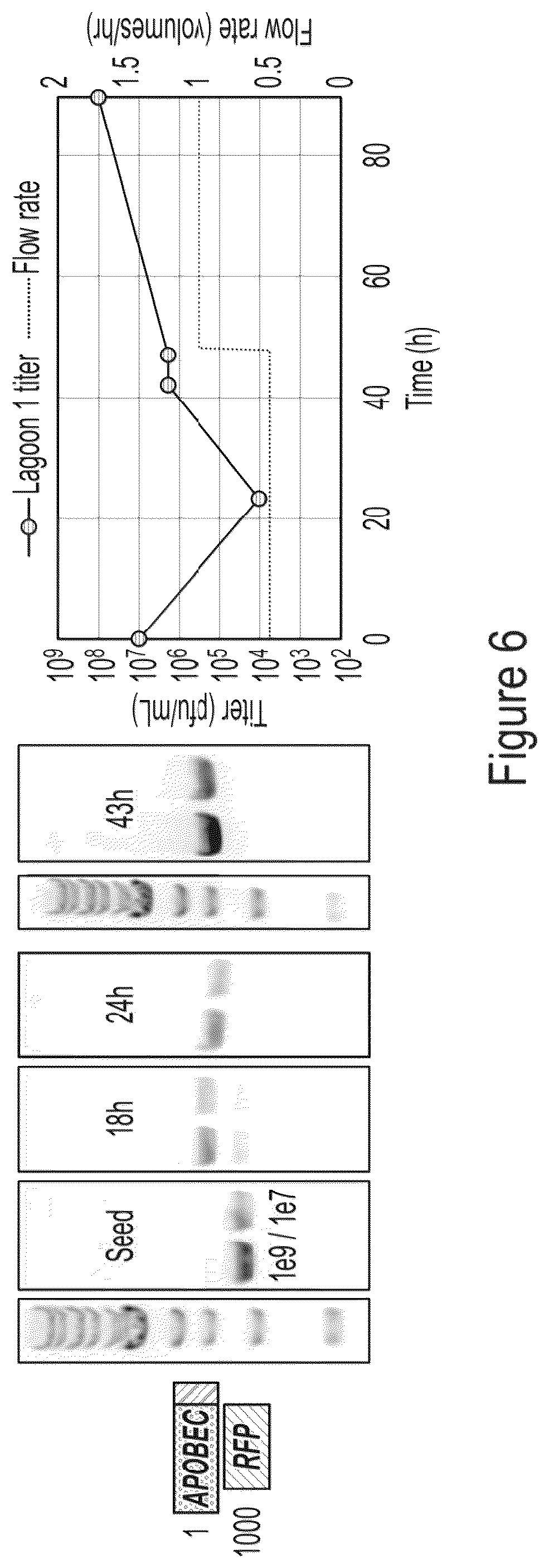 Patent US12359218 Figure 6 – Methods and compositions for evolving base editors using phage-assisted continuous evolution (PACE)