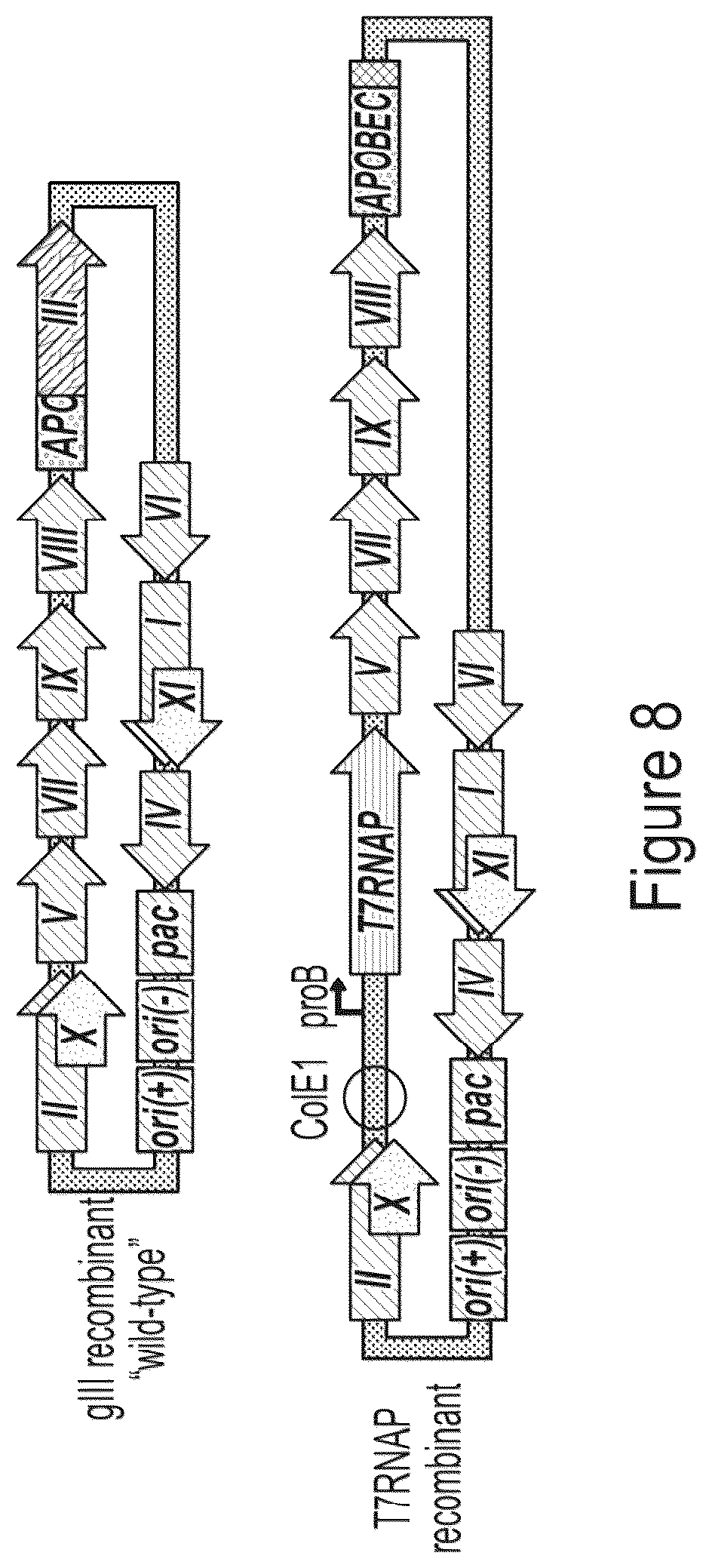 Patent US12359218 Figure 9 – Methods and compositions for evolving base editors using phage-assisted continuous evolution (PACE)
