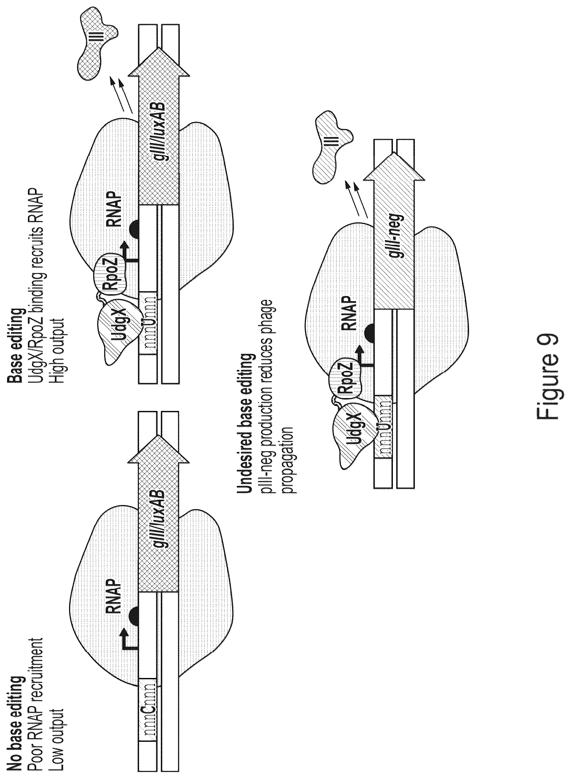Patent US12359218 Figure 10 – Methods and compositions for evolving base editors using phage-assisted continuous evolution (PACE)