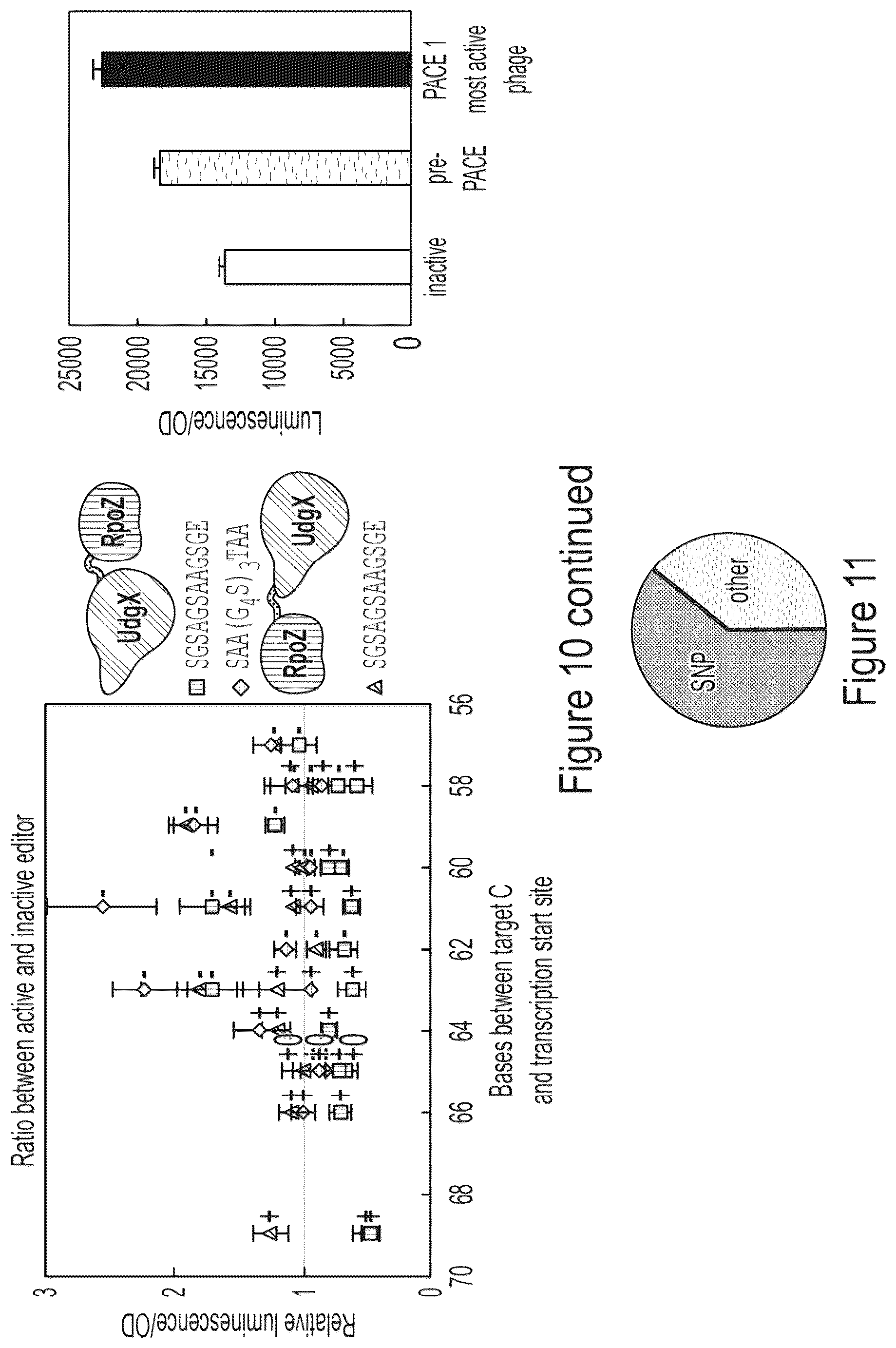 Patent US12359218 Figure 12 – Methods and compositions for evolving base editors using phage-assisted continuous evolution (PACE)