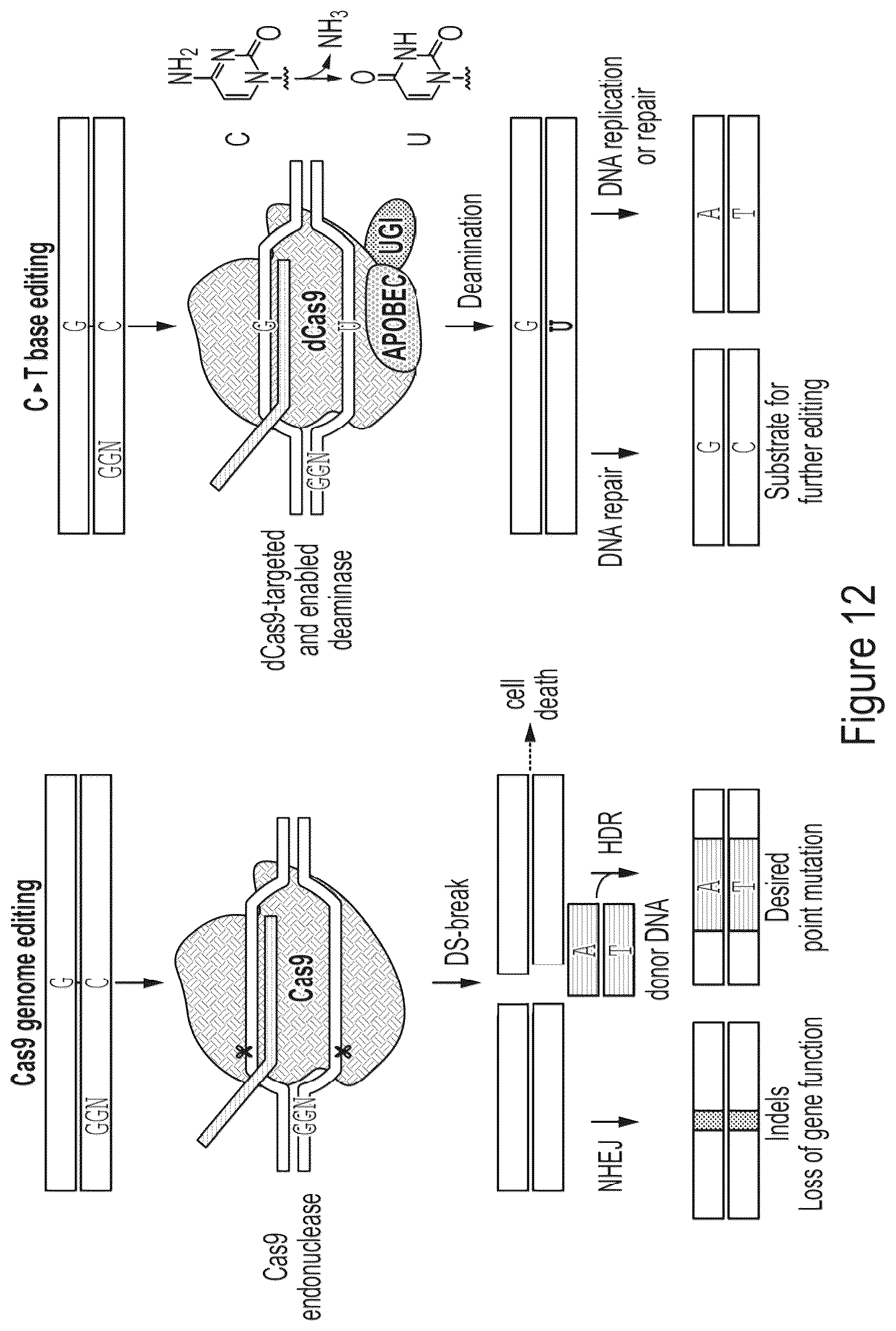 Patent US12359218 Figure 13 – Methods and compositions for evolving base editors using phage-assisted continuous evolution (PACE)