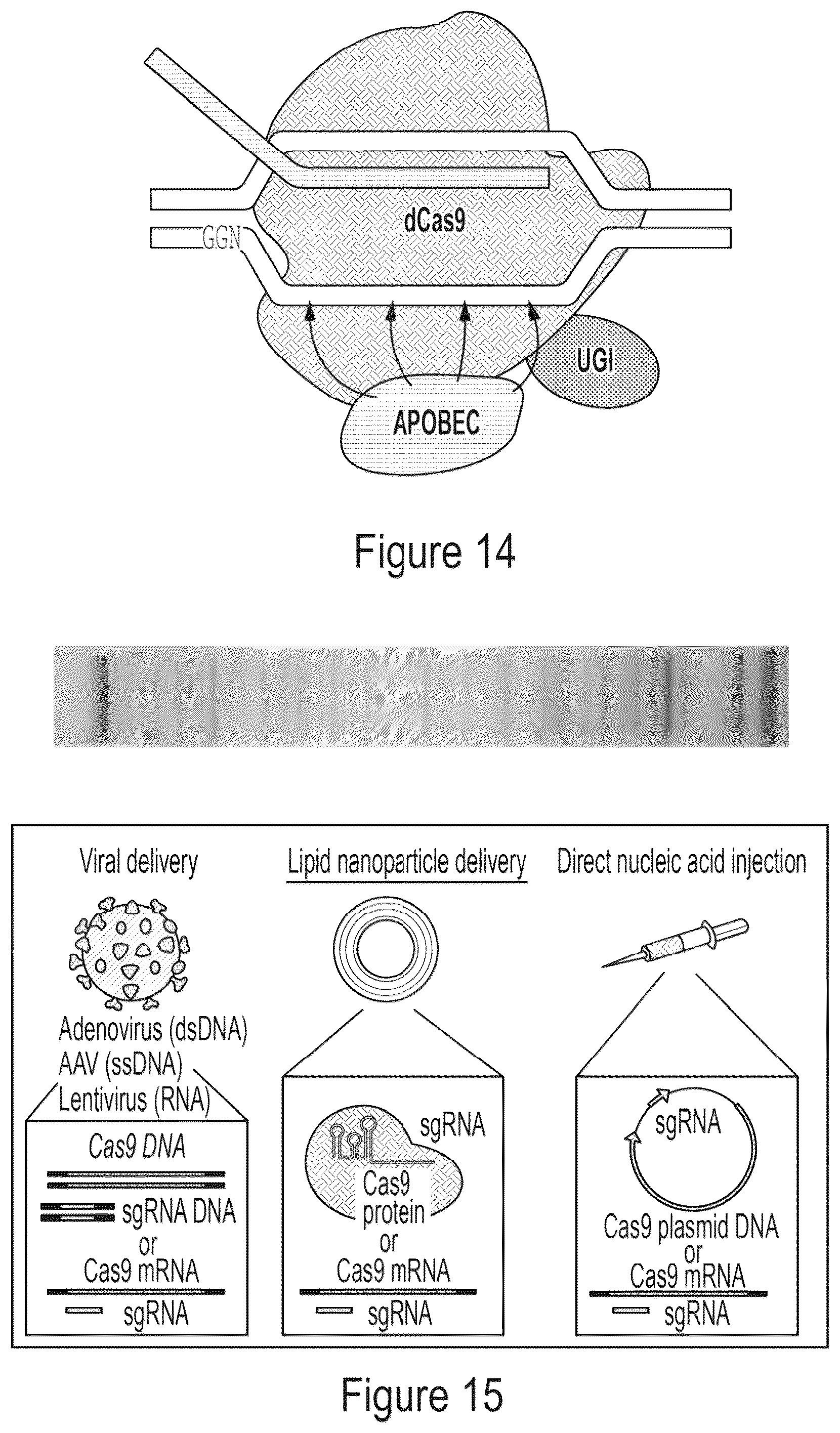 Patent US12359218 Figure 15 – Methods and compositions for evolving base editors using phage-assisted continuous evolution (PACE)