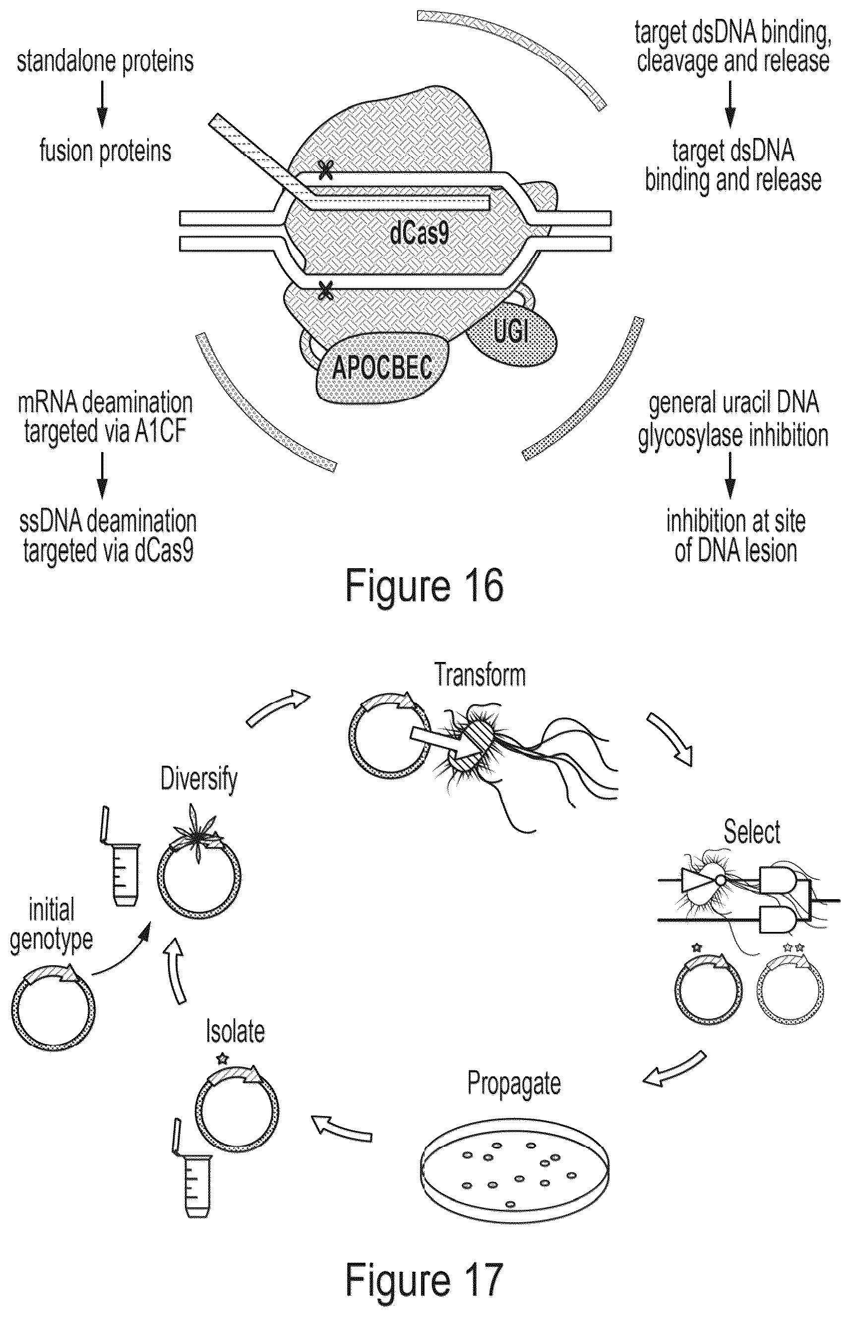 Patent US12359218 Figure 16 – Methods and compositions for evolving base editors using phage-assisted continuous evolution (PACE)