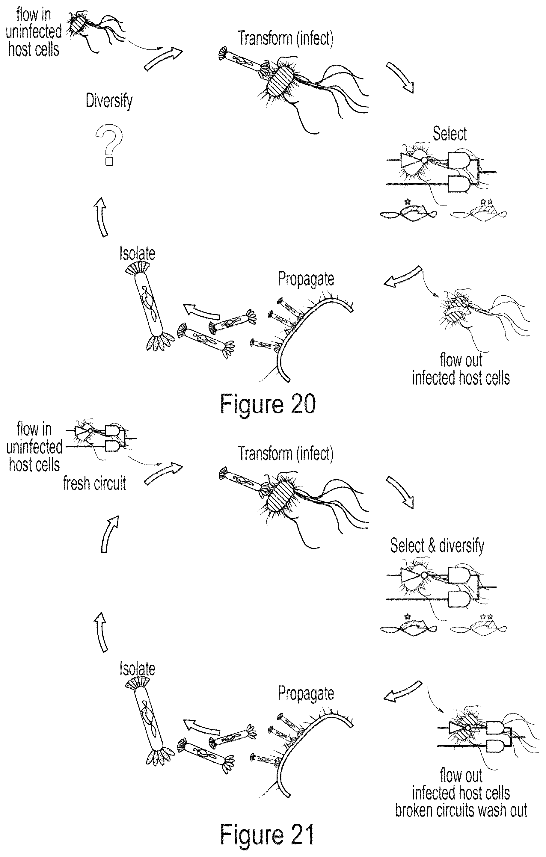 Patent US12359218 Figure 18 – Methods and compositions for evolving base editors using phage-assisted continuous evolution (PACE)