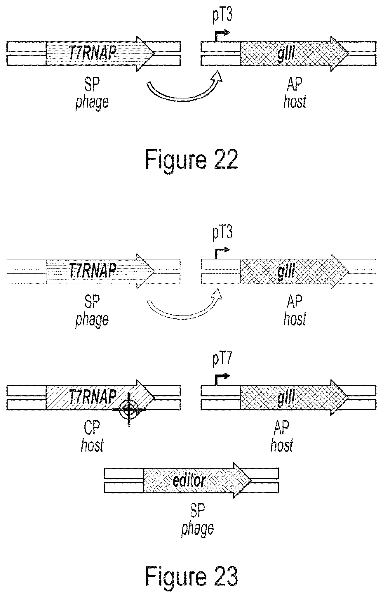 Patent US12359218 Figure 19 – Methods and compositions for evolving base editors using phage-assisted continuous evolution (PACE)