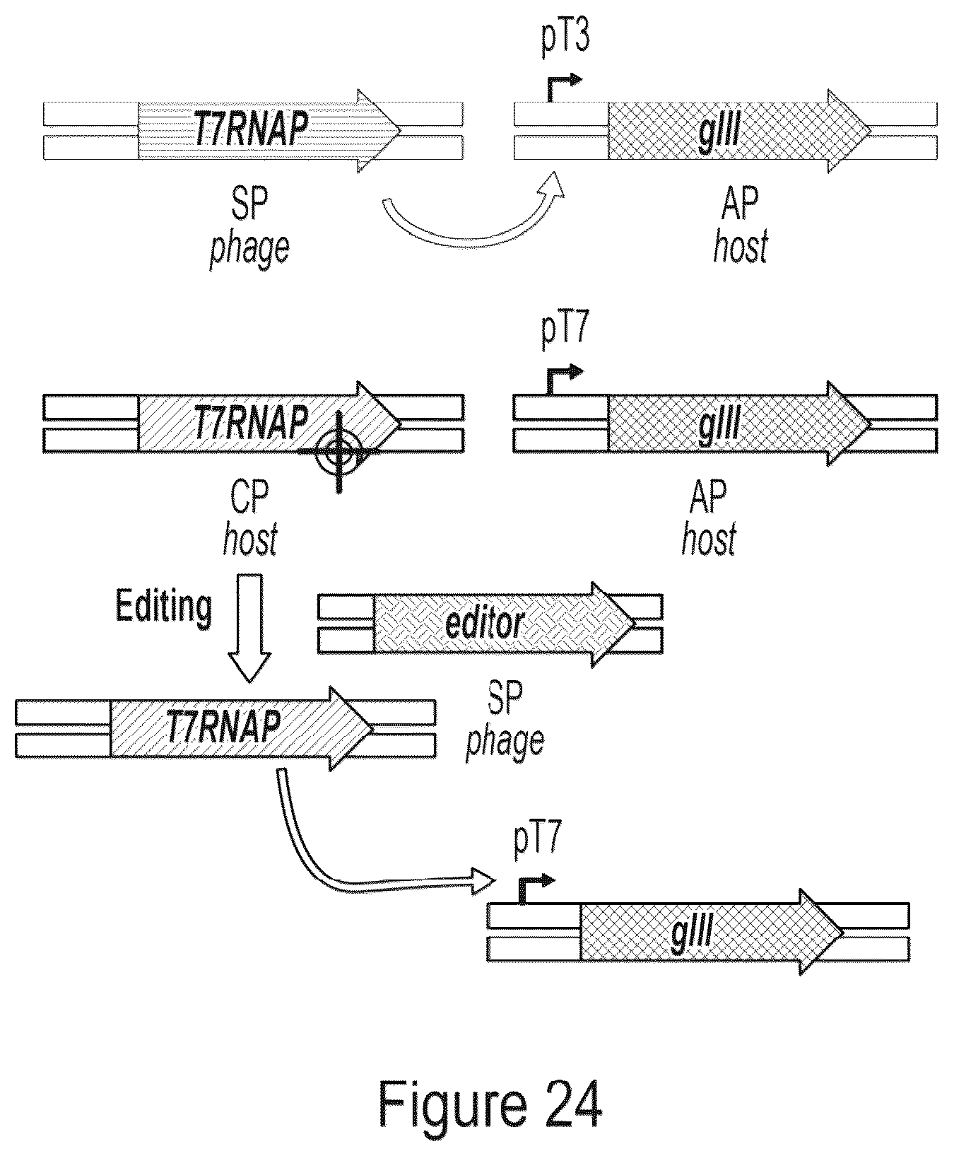 Patent US12359218 Figure 20 – Methods and compositions for evolving base editors using phage-assisted continuous evolution (PACE)