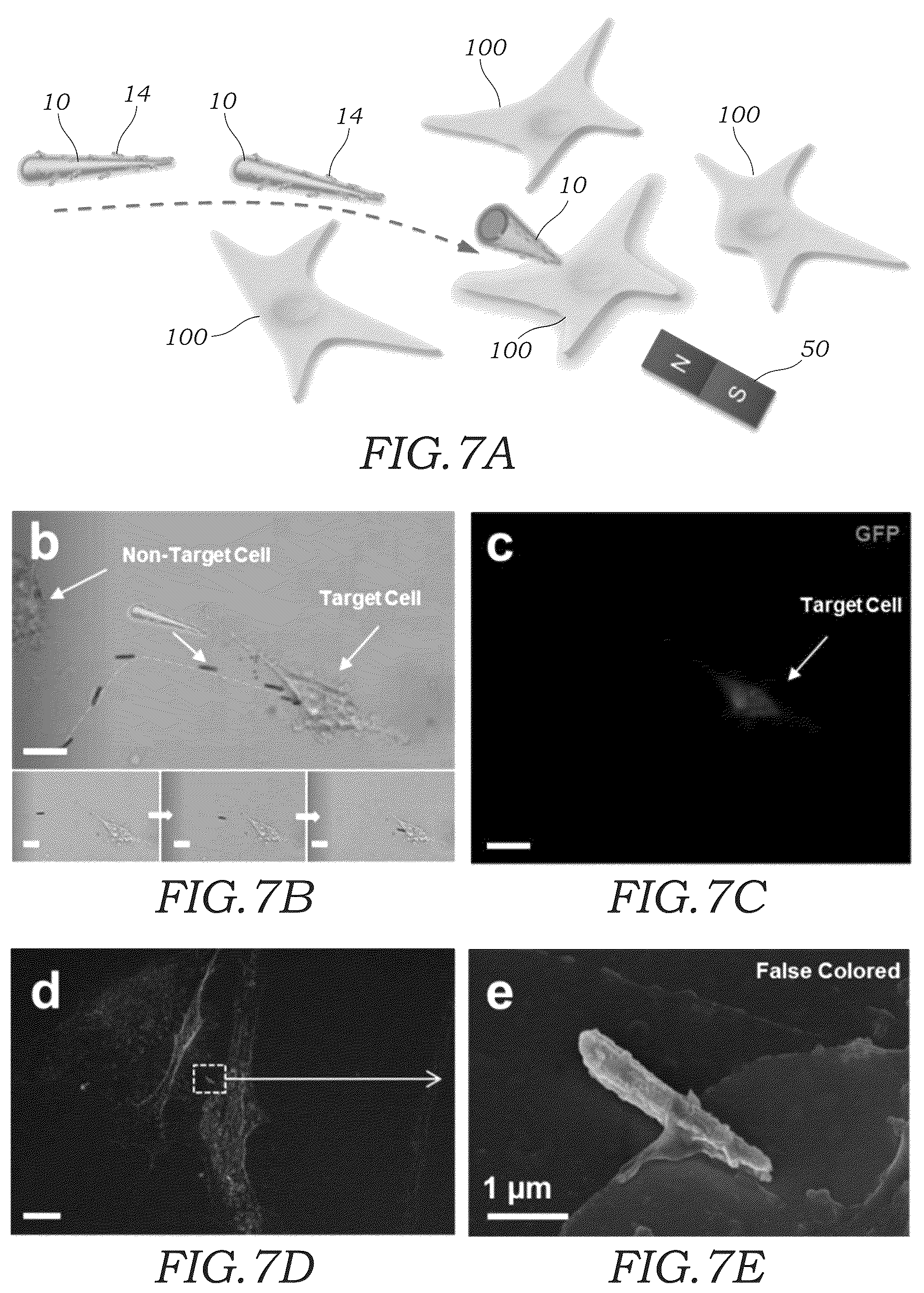 Patent US12359220 Figure 7 – Guided magnetic nanostructures for targeted and high-throughput intracellular delivery